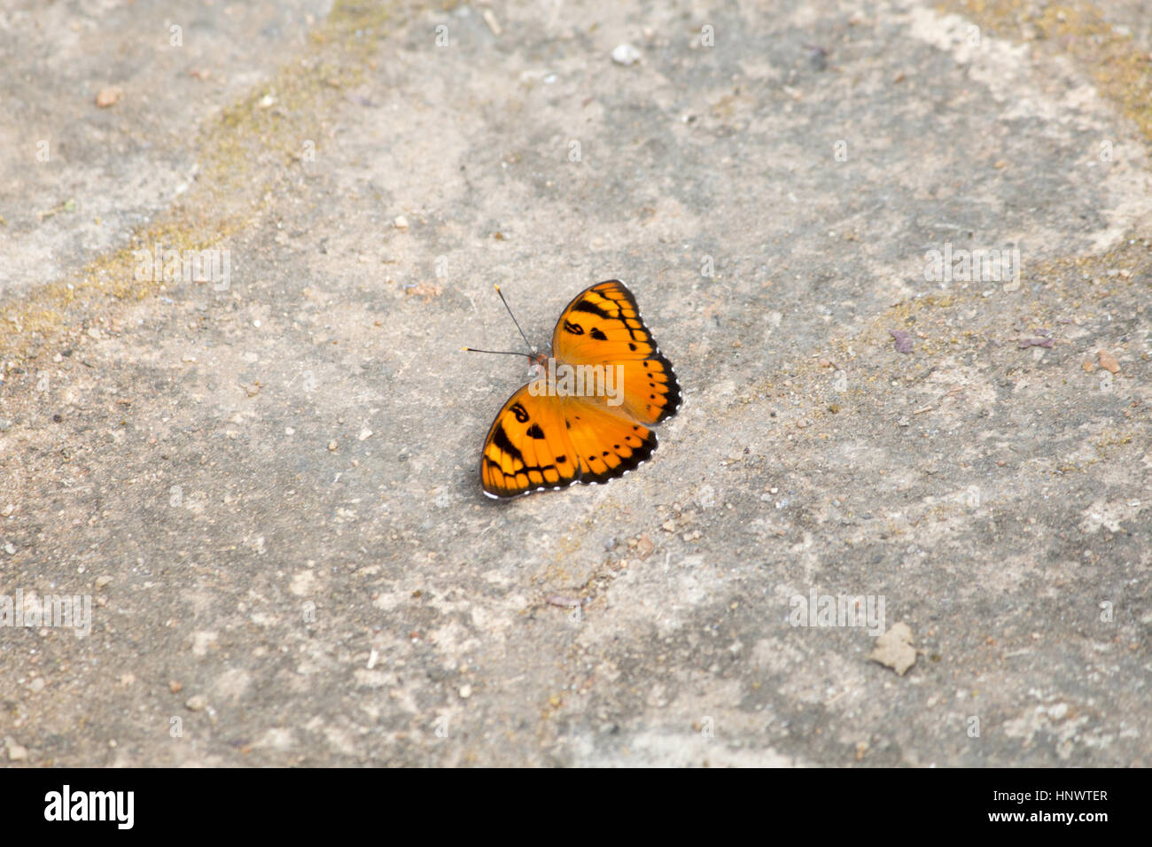 Baronet butterfly, Euthalia nais, Barnawapara WLS, Chhattisgarh. Nymphalid butterfly found in South Asia. Stock Photo