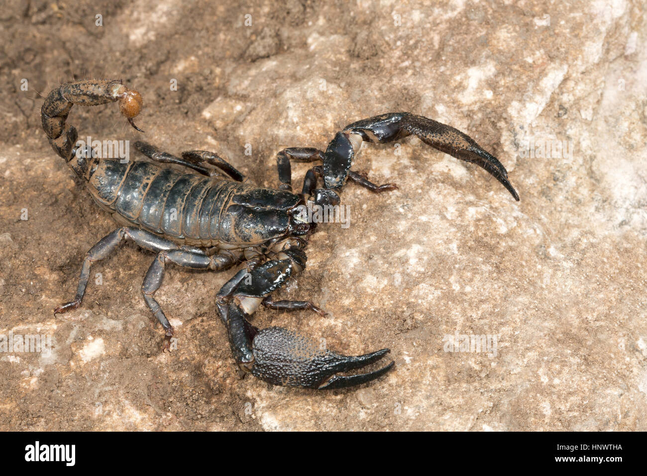 Burrowing scorpion, Heterometrus sp., Barnawapara WLS, Chhattisgarh. Large scorpion with massive pincers. Male has markedly larger pincers than the fe Stock Photo