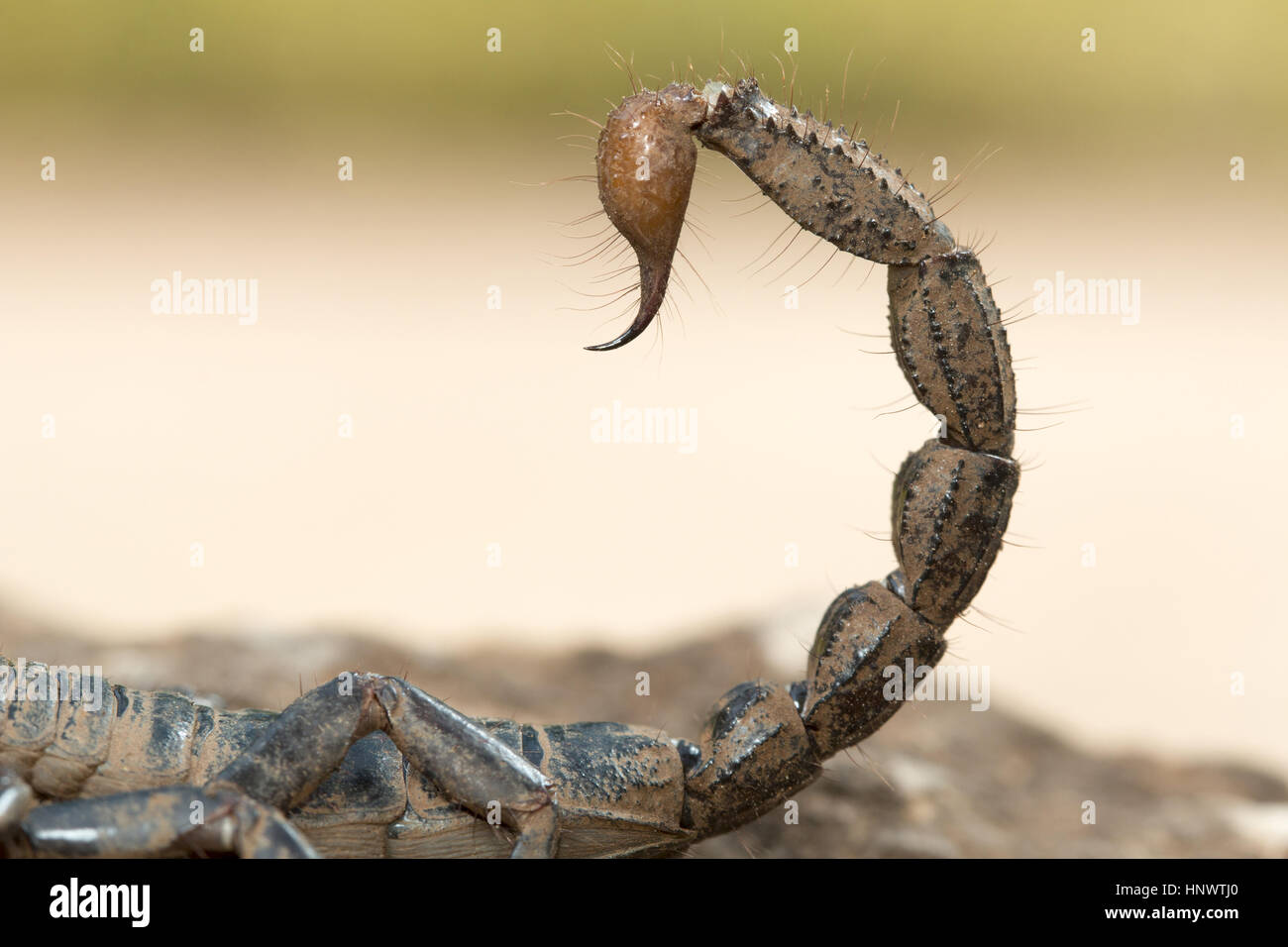 Burrowing scorpion, Heterometrus sp., Barnawapara WLS, Chhattisgarh. Large scorpion with massive pincers. Male has markedly larger pincers than the fe Stock Photo