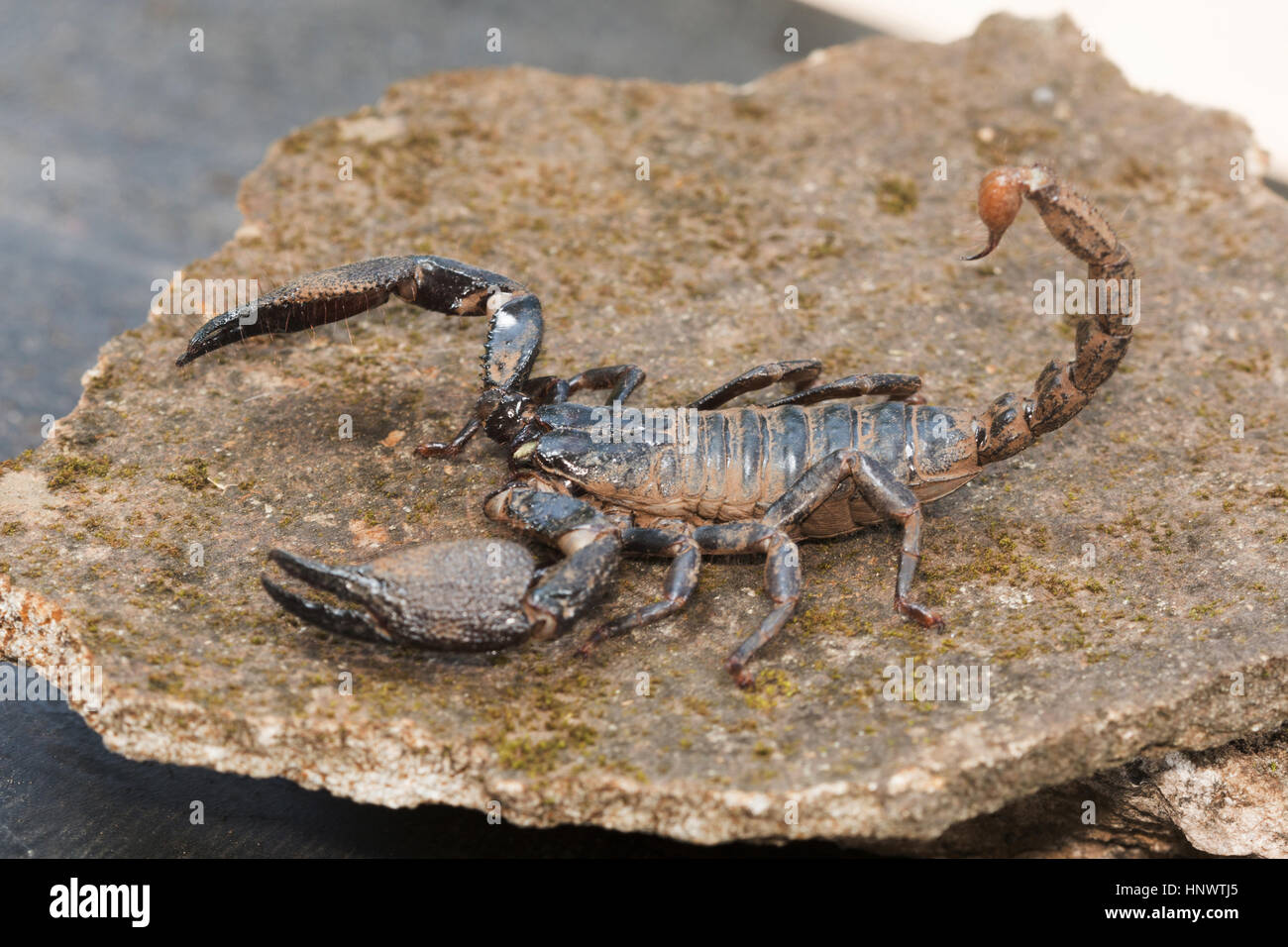 Burrowing scorpion, Heterometrus sp., Barnawapara WLS, Chhattisgarh. Large scorpion with massive pincers. Male has markedly larger pincers than the fe Stock Photo