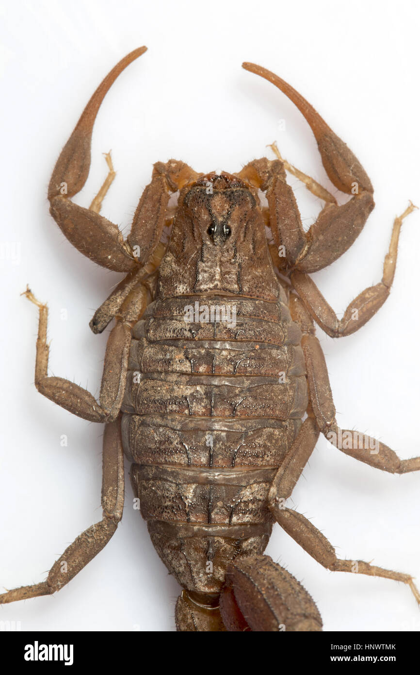 Red Fat tailed scorpion, Hottentotta sp., Barnawapara WLS, Chhattisgarh. Sting from this species are painful and this species is considered medically  Stock Photo