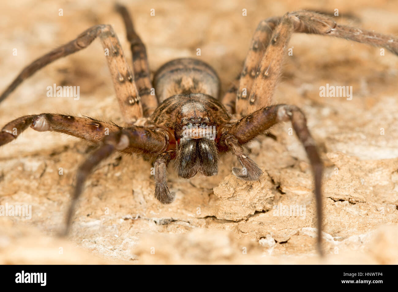 Huntsman spider, Heteropoda sp., Barnawapara WLS, Chhattisgarh. Stock Photo