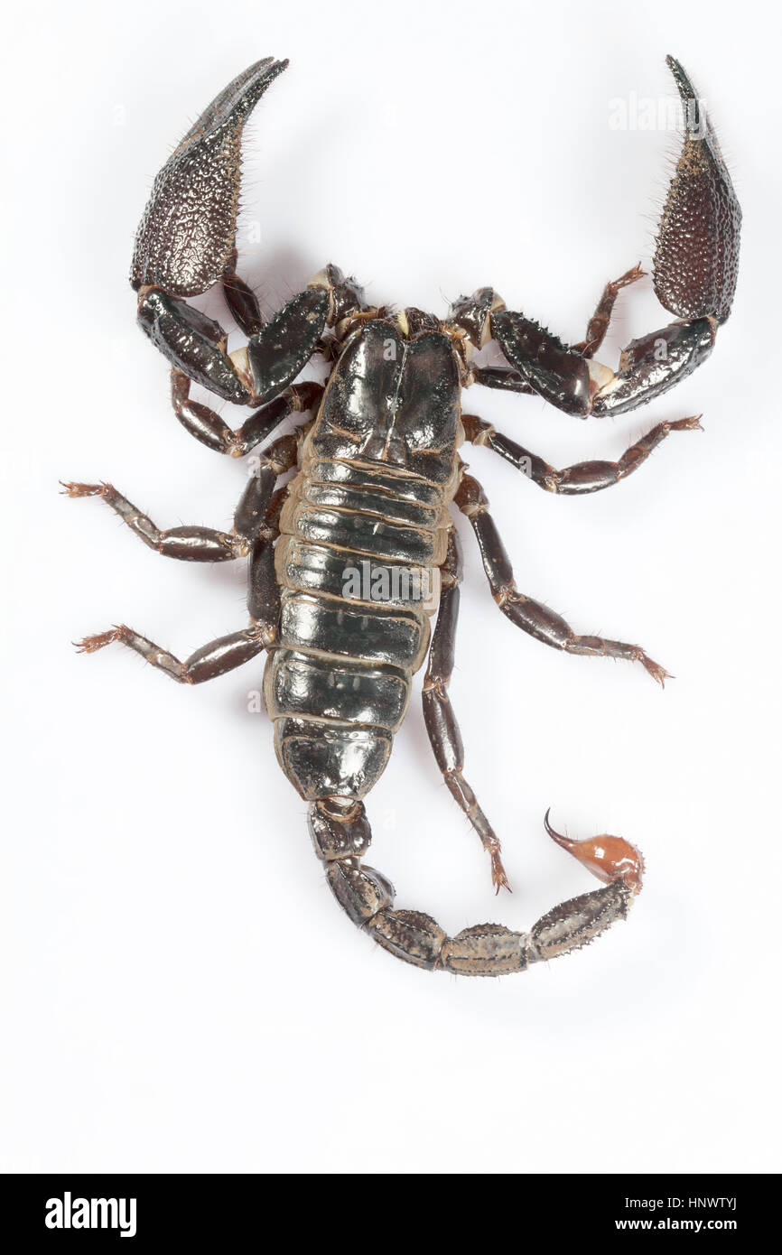 Burrowing scorpion, Heterometrus sp., Udanti Tiger Reserve, Chhattisgarh. Large scorpion with massive pincers. Stock Photo