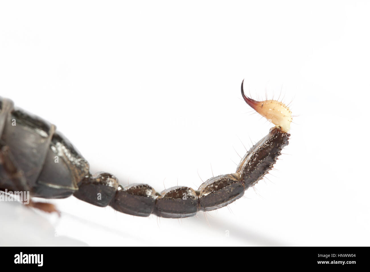 Burrowing scorpion, Heterometrus sp., Udanti Tiger Reserve, Chhattisgarh. Large scorpion with massive pincers. Stock Photo