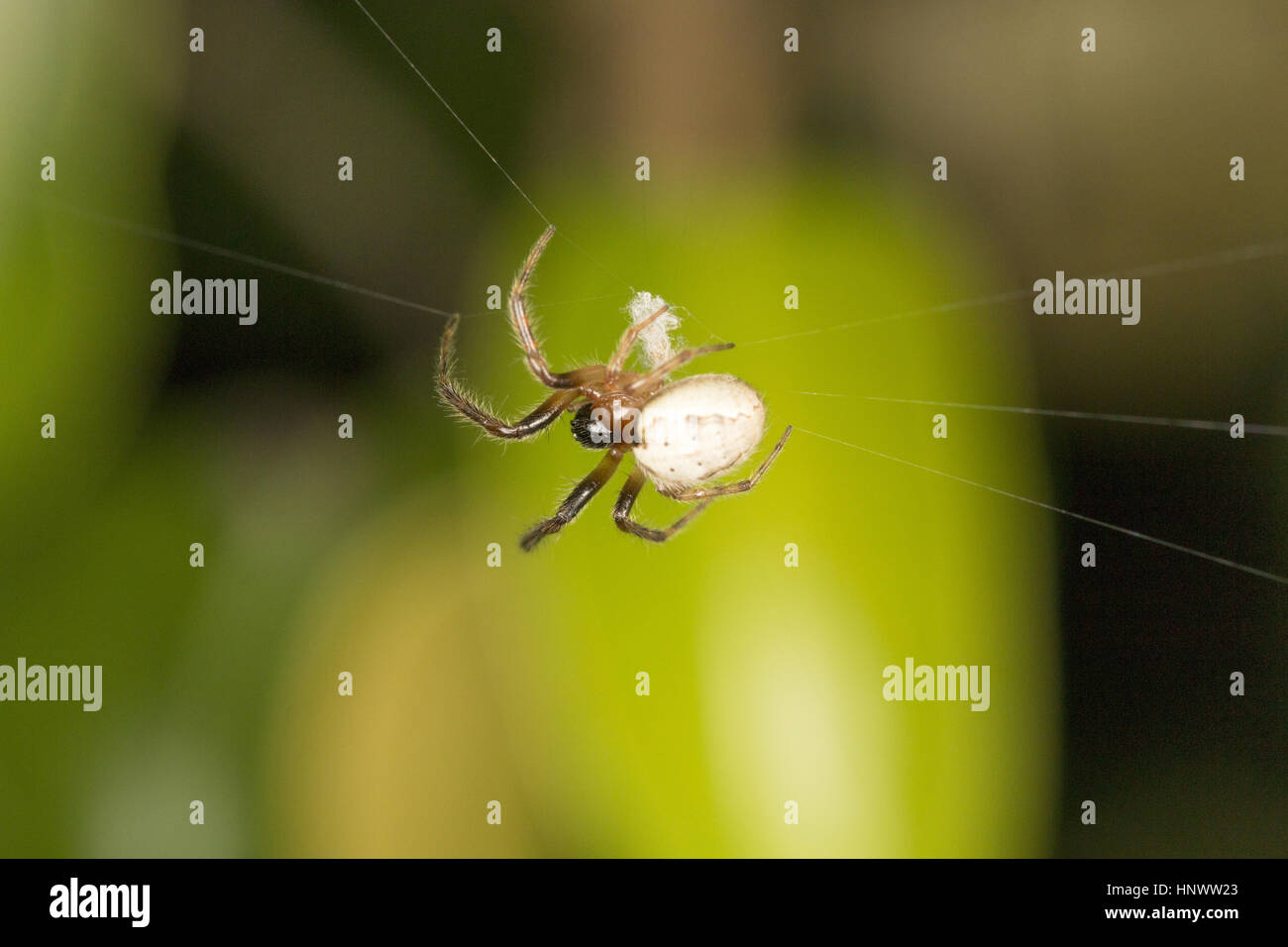 Orb web spider, Araneus sp., Chitrakoot, Chhattisgarh. Spiders of this