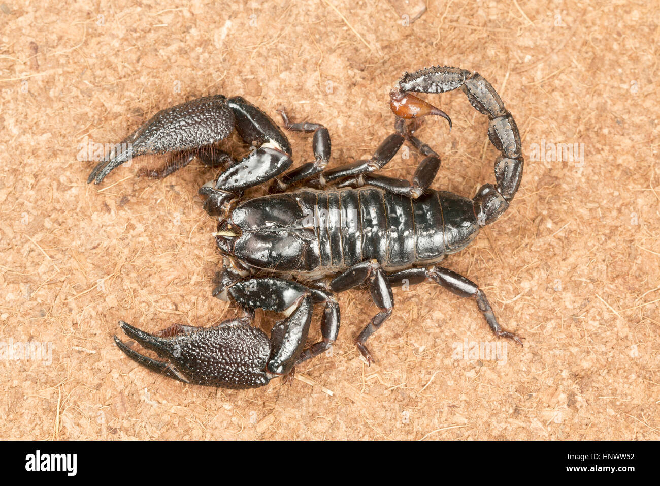 Burrowing scorpion, Heterometrus sp., Udanti Tiger Reserve, Chhattisgarh. Large scorpion with massive pincers. Stock Photo