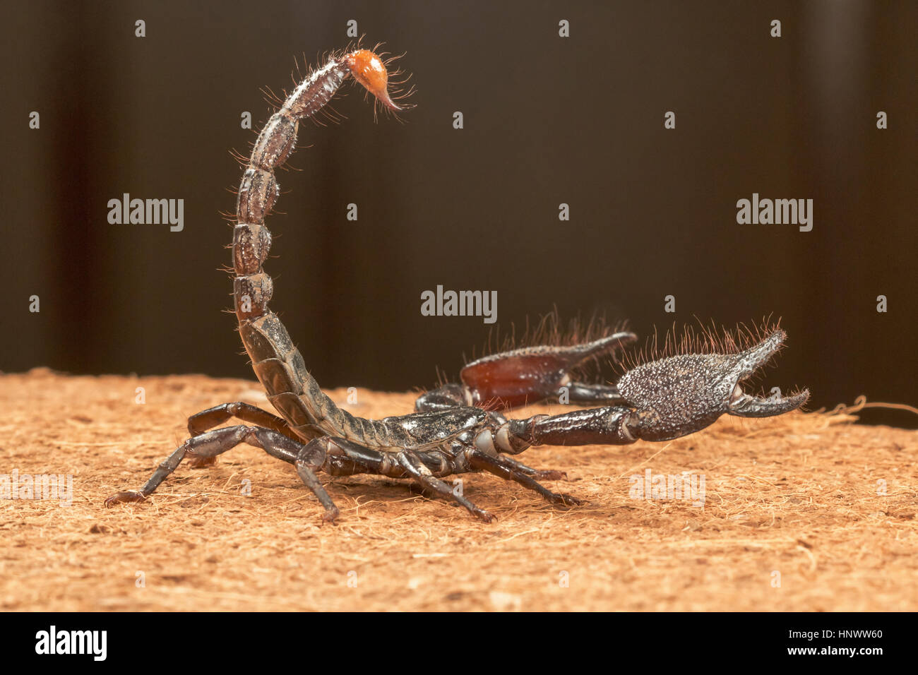 Burrowing scorpion, Heterometrus sp., Udanti Tiger Reserve, Chhattisgarh. Large scorpion with massive pincers. Stock Photo