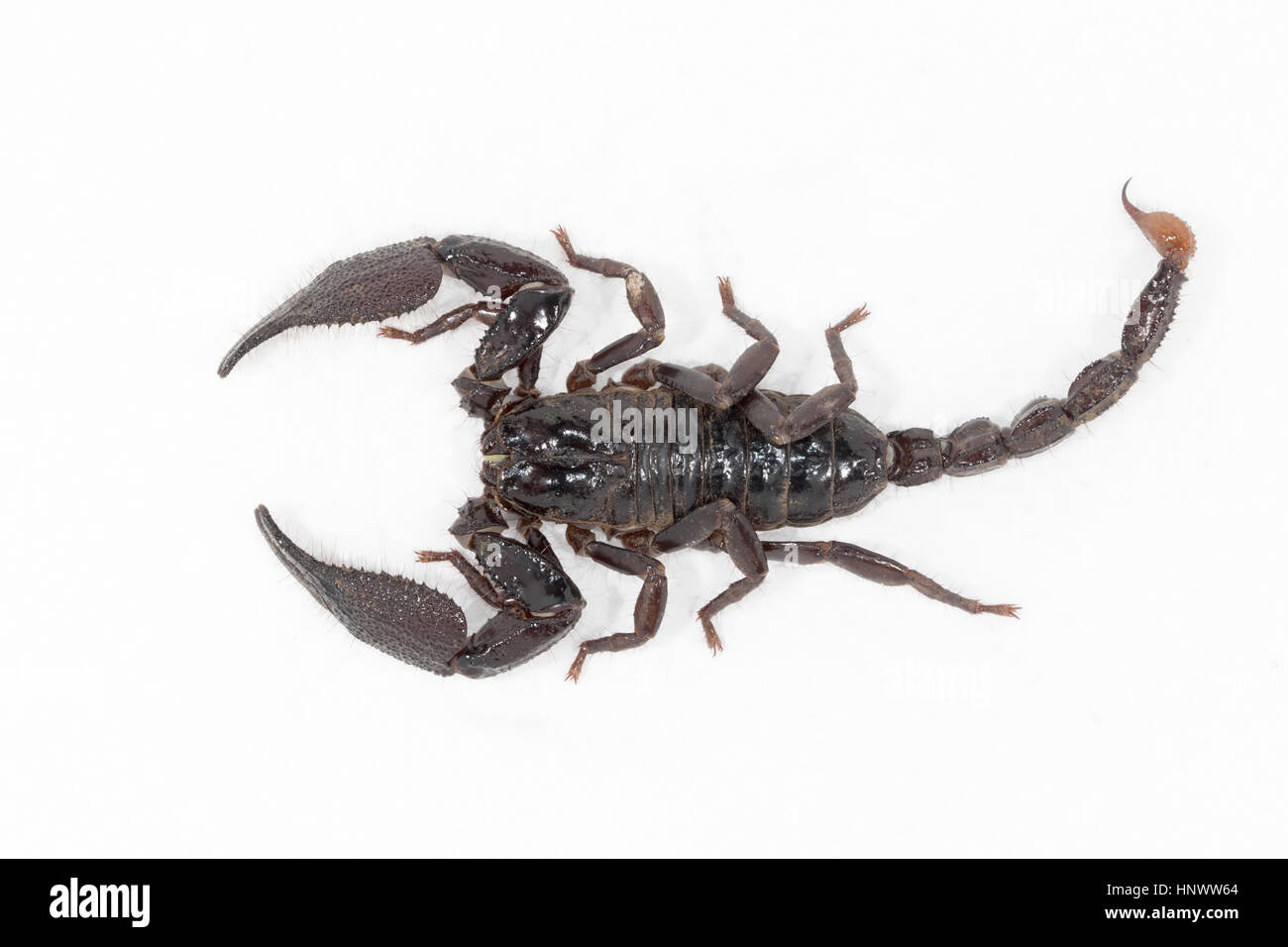 Burrowing scorpion, Heterometrus sp., Udanti Tiger Reserve, Chhattisgarh. Large scorpion with massive pincers. Stock Photo