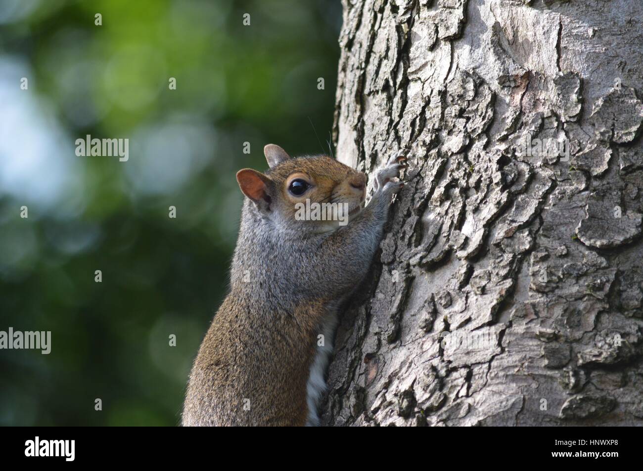 A British common squirrel in a tree with greenery in the background Stock Photo