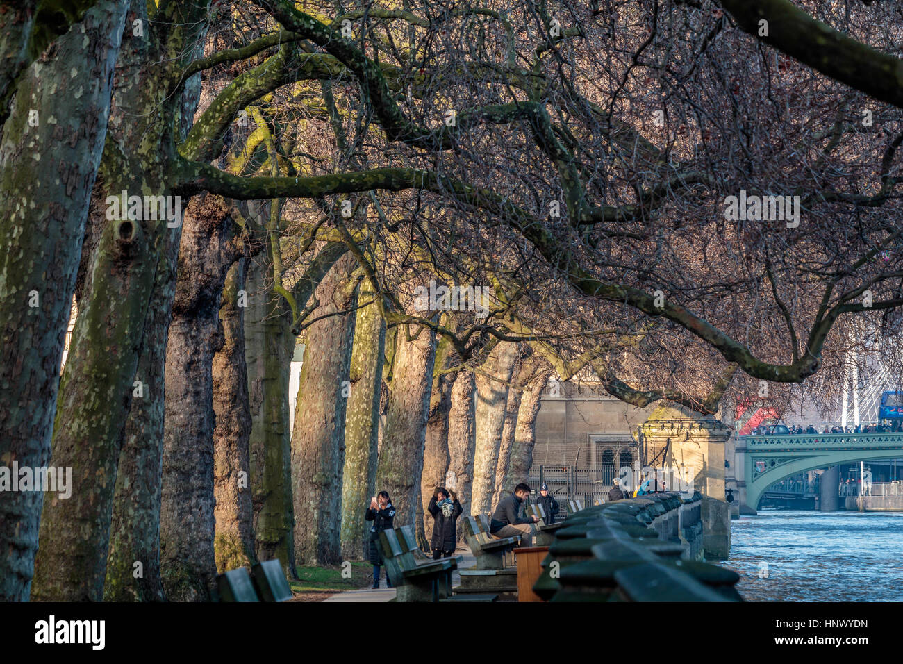 Sunlit London Plane Trees next to the Houses of Parliament Stock Photo