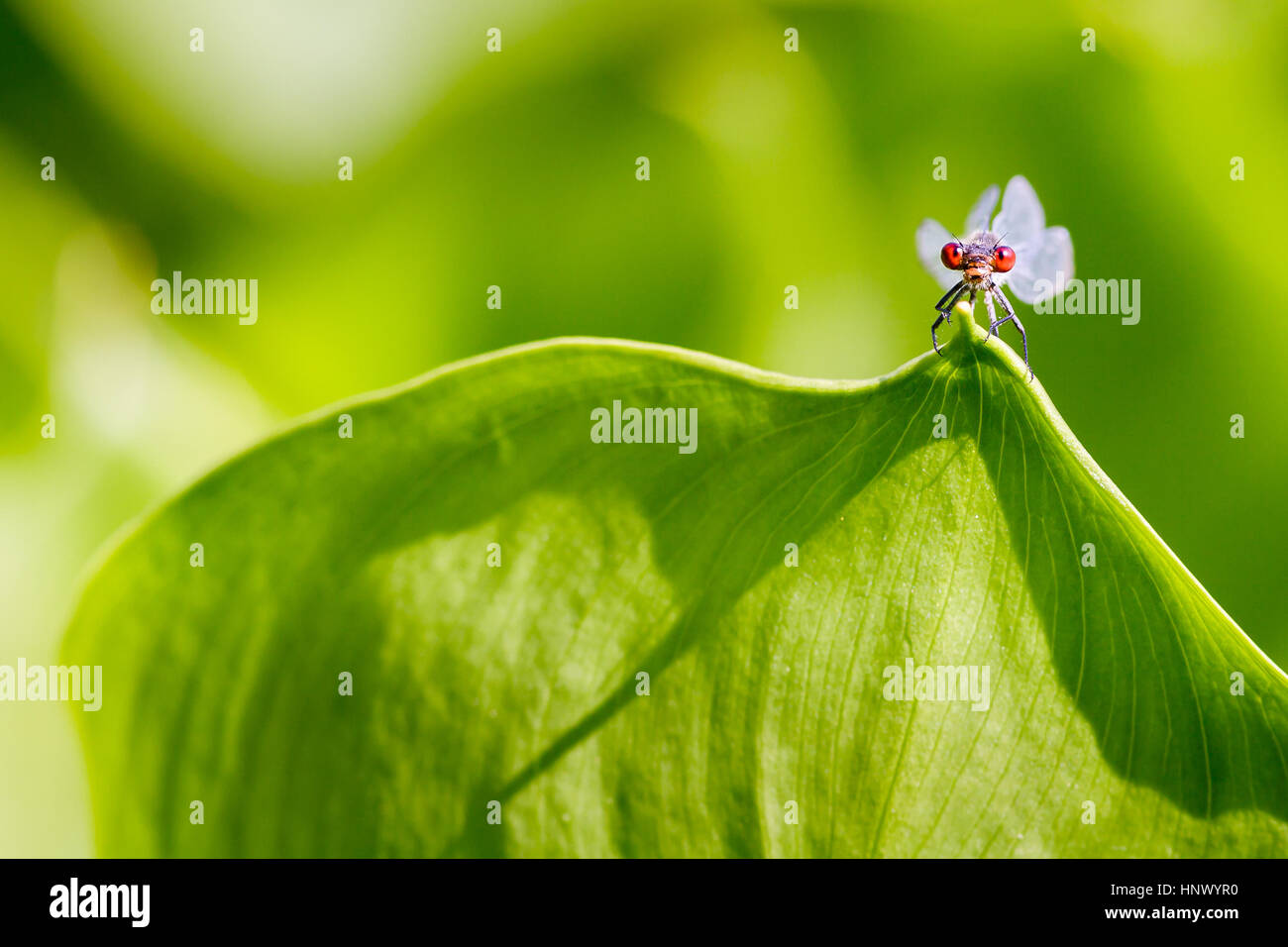Male sexually mature redeyed Damselfly on the leaf of callalily Stock Photo