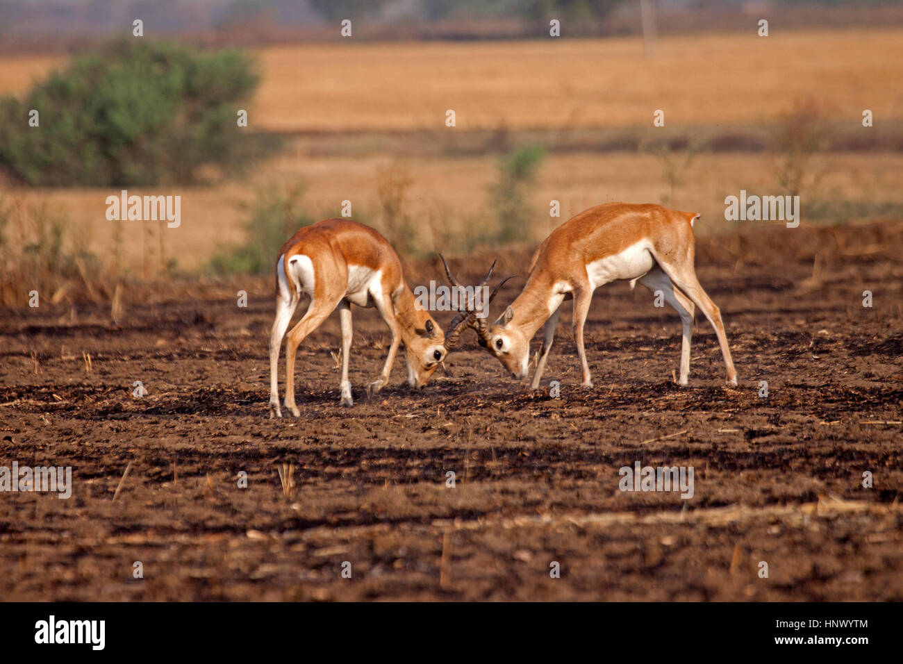 Young Black bucks sparring in stubble field in India Stock Photo