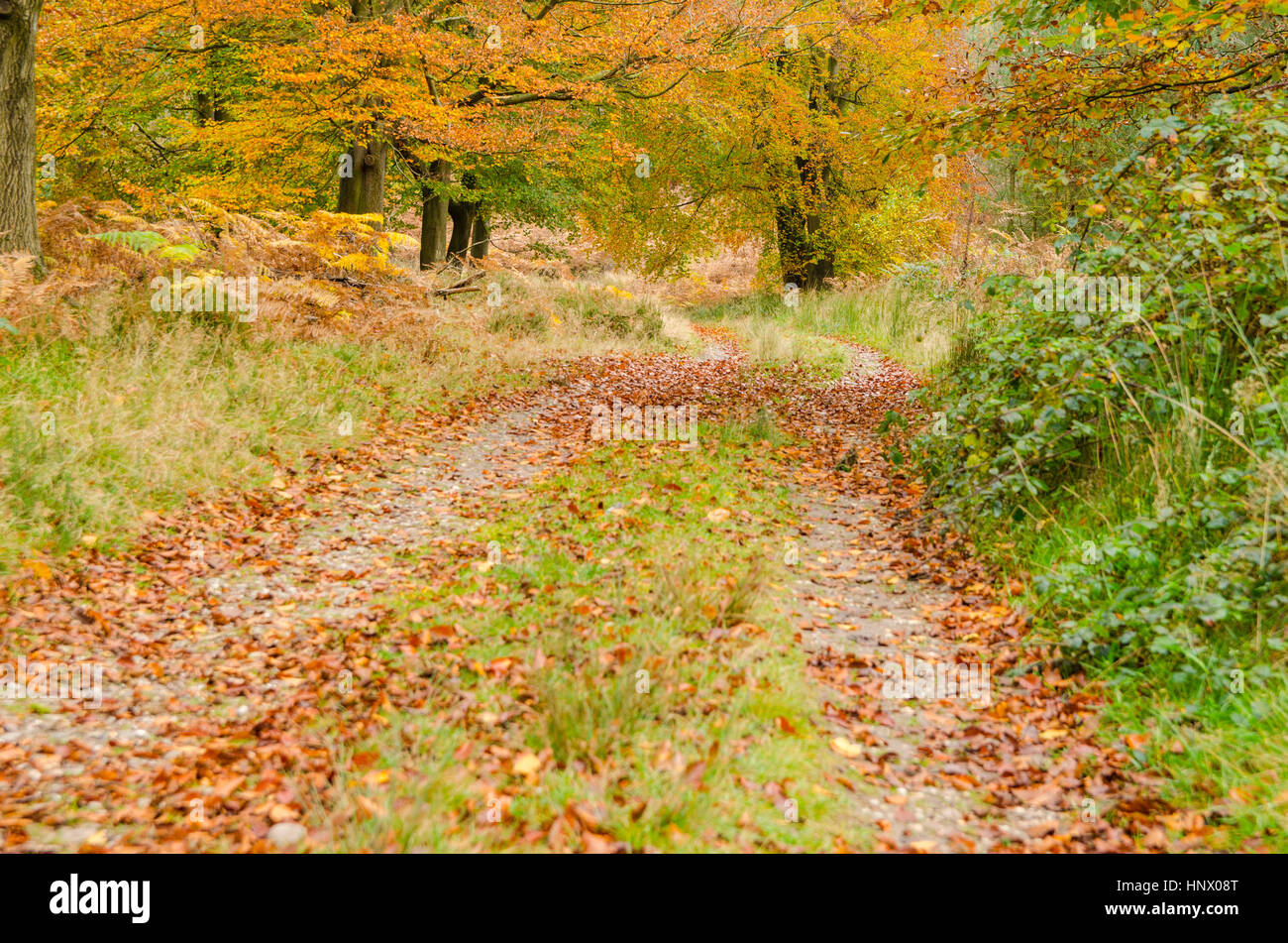 Cannock chase area of outstanding natural beauty Autumn Colours Stock Photo