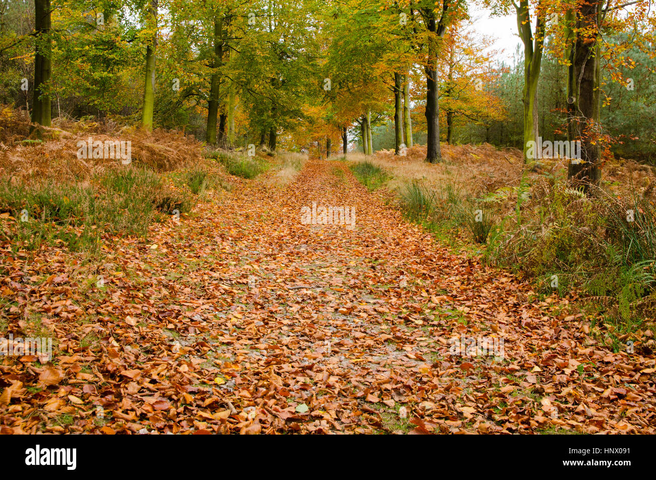 Cannock chase area of outstanding natural beauty Autumn Colours Stock Photo