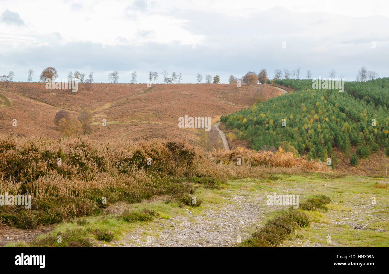 Cannock chase area of outstanding natural beauty in Autumn Colours Stock Photo