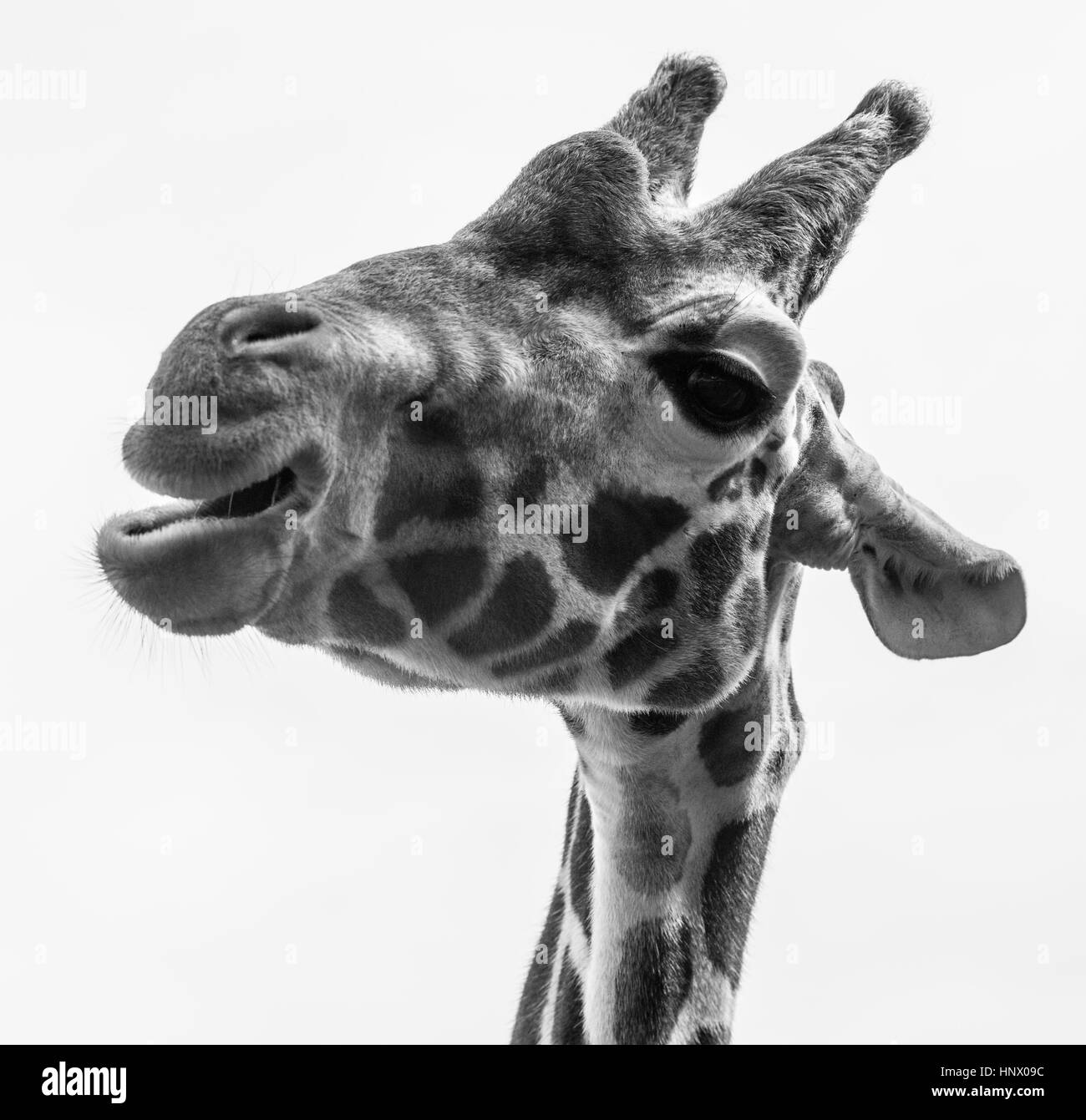Giraffe Black and White Stock Photos & Images Alamy