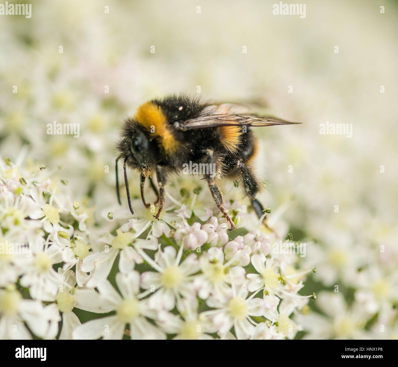 Bumble Bee collecting pollen from the garden flower Stock Photo