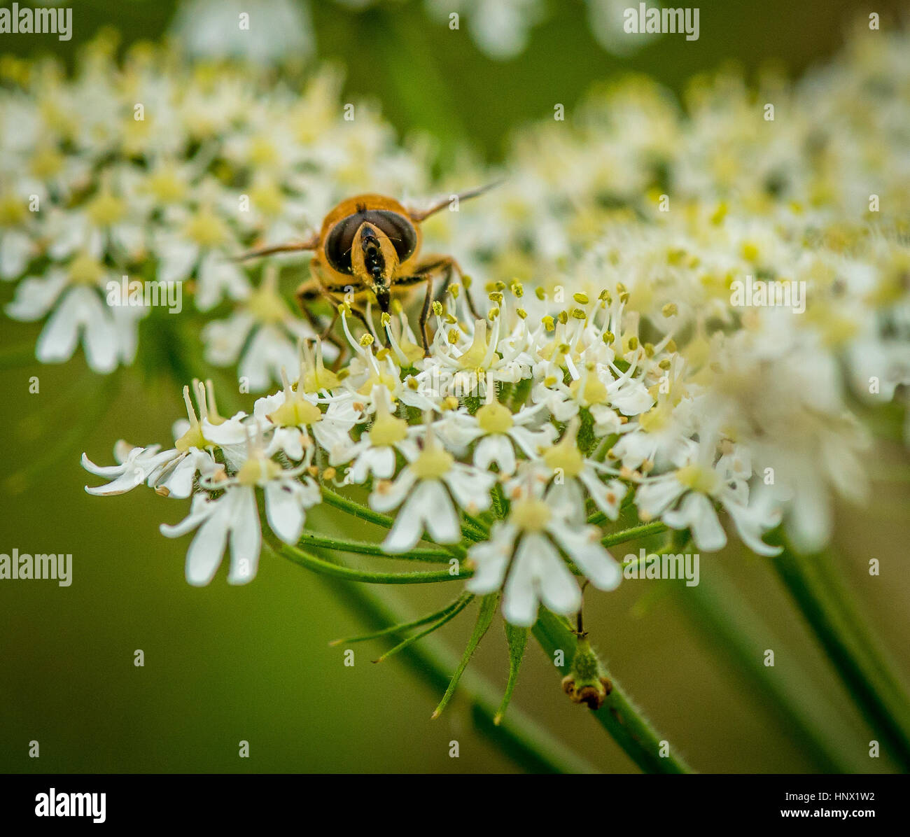 Hover Fly Stock Photo
