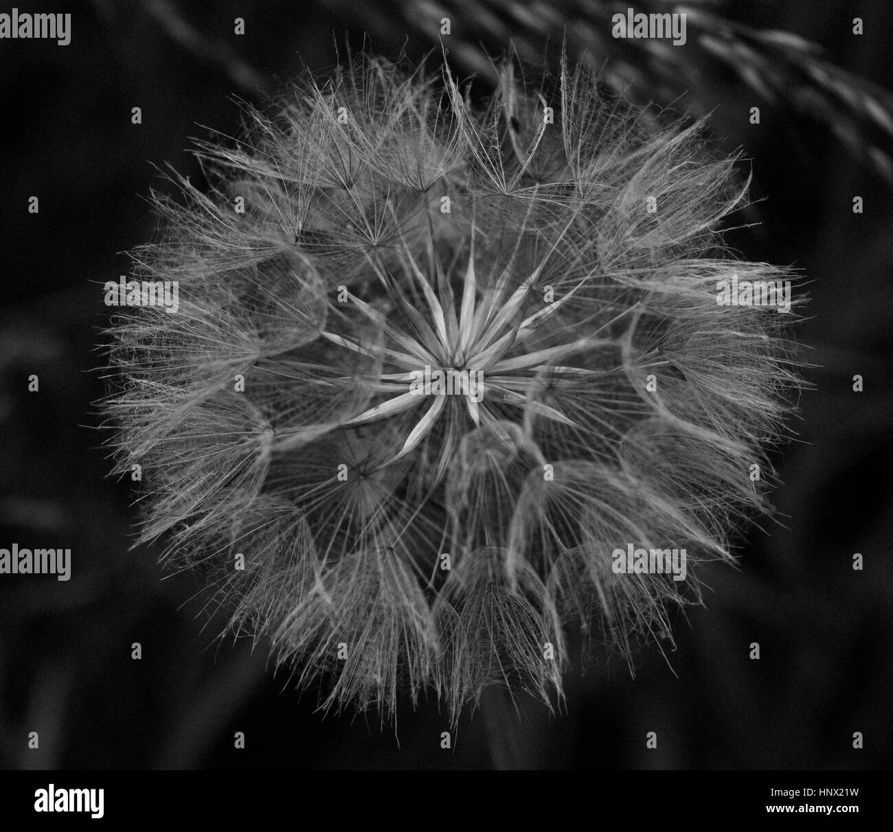Close up dandelion taraxacum Black and White Stock Photos & Images - Alamy