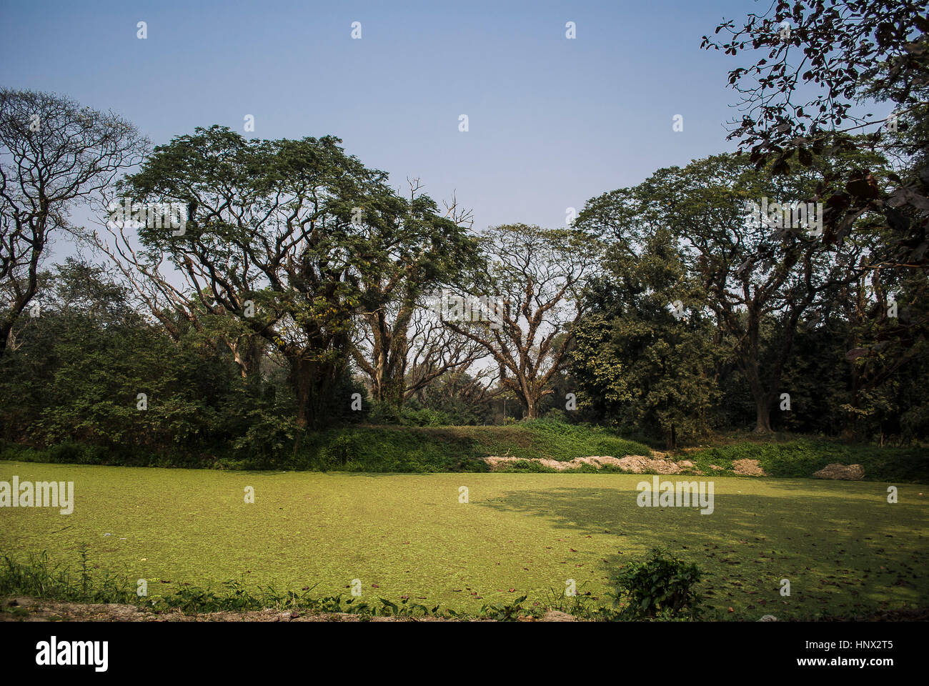 Kolkata Botanical Garden Stock Photos & Kolkata Botanical Garden Stock