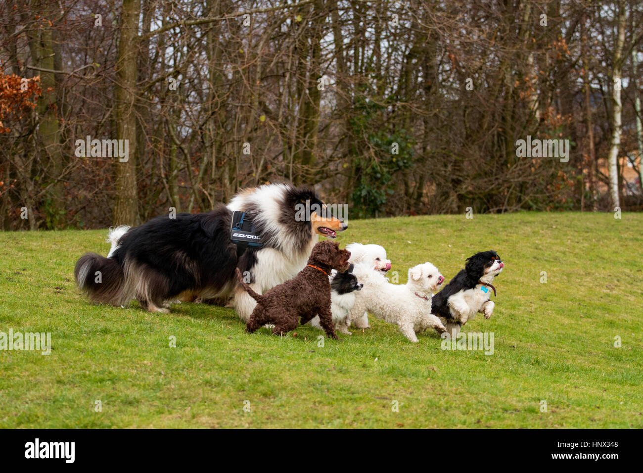 Breeds of dogs hires stock photography and images Alamy