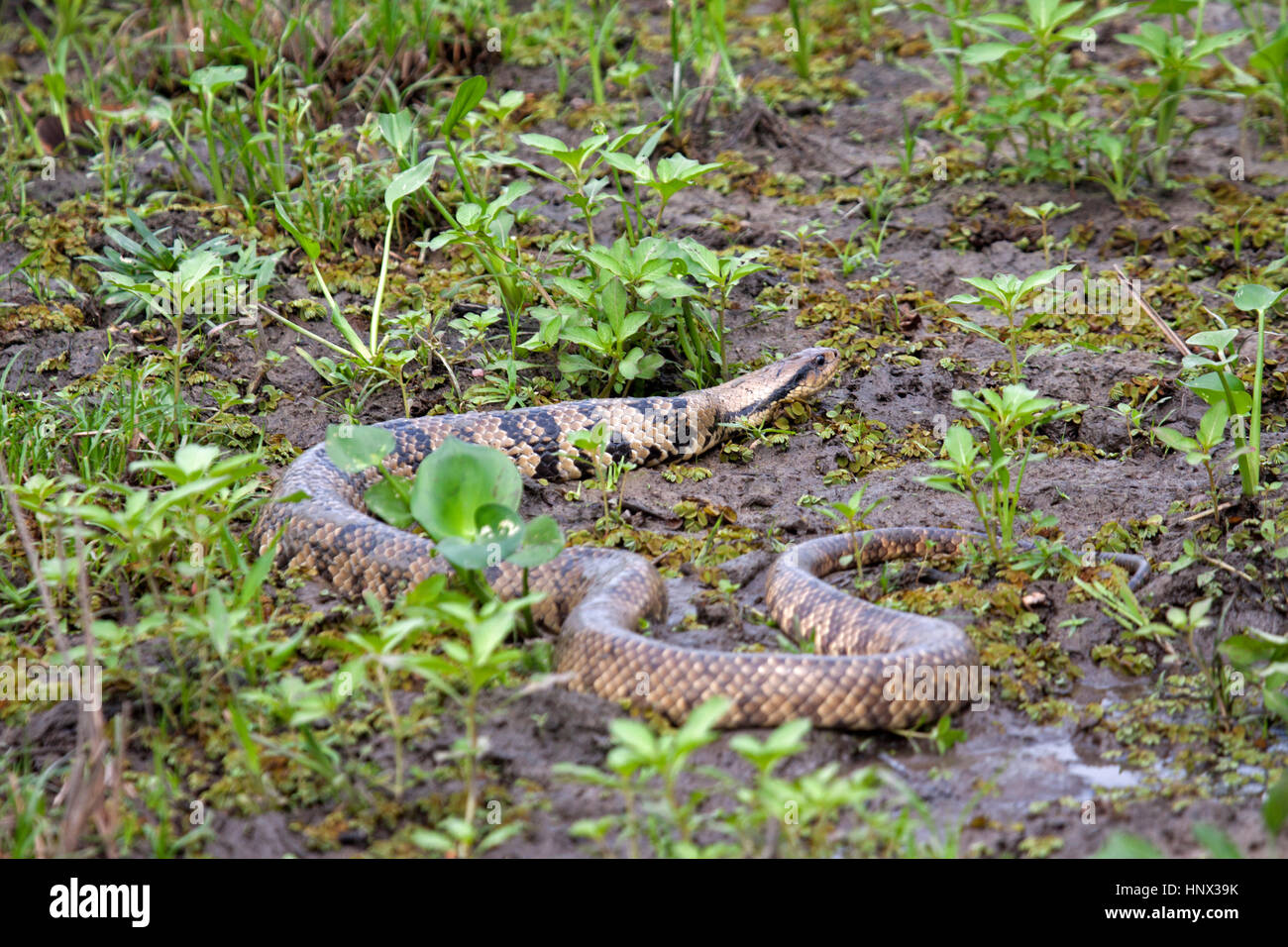 Swampracer snake from Brazil Stock Photo