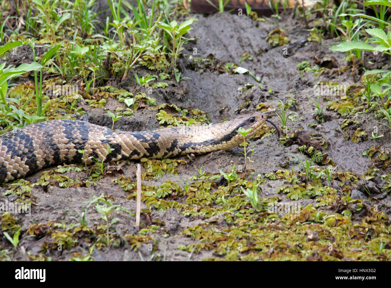 Swampracer snake from Brazil Stock Photo