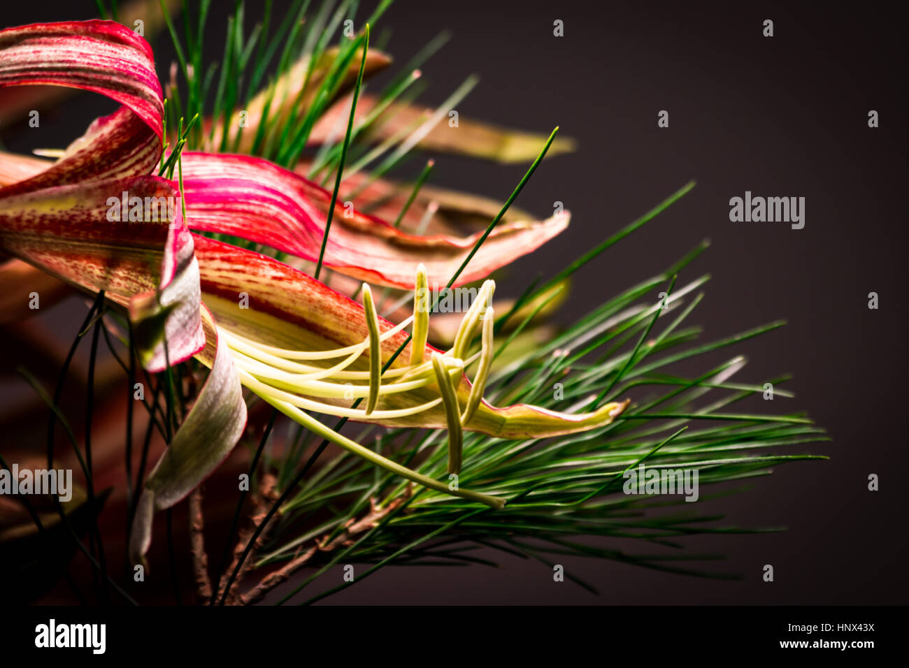 Beautiful Flowers Stock Photo