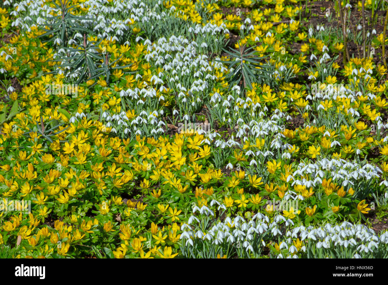 Snowdrops Galanthus nivalis and Winter Aconites Eranthis hyemalis Stock Photo