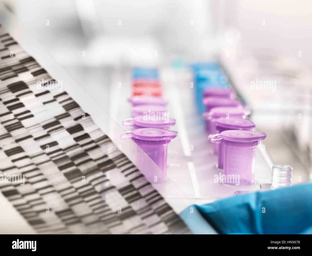 Scientist holding a DNA autoradiogram gel showing genetic information with samples in tray Stock Photo