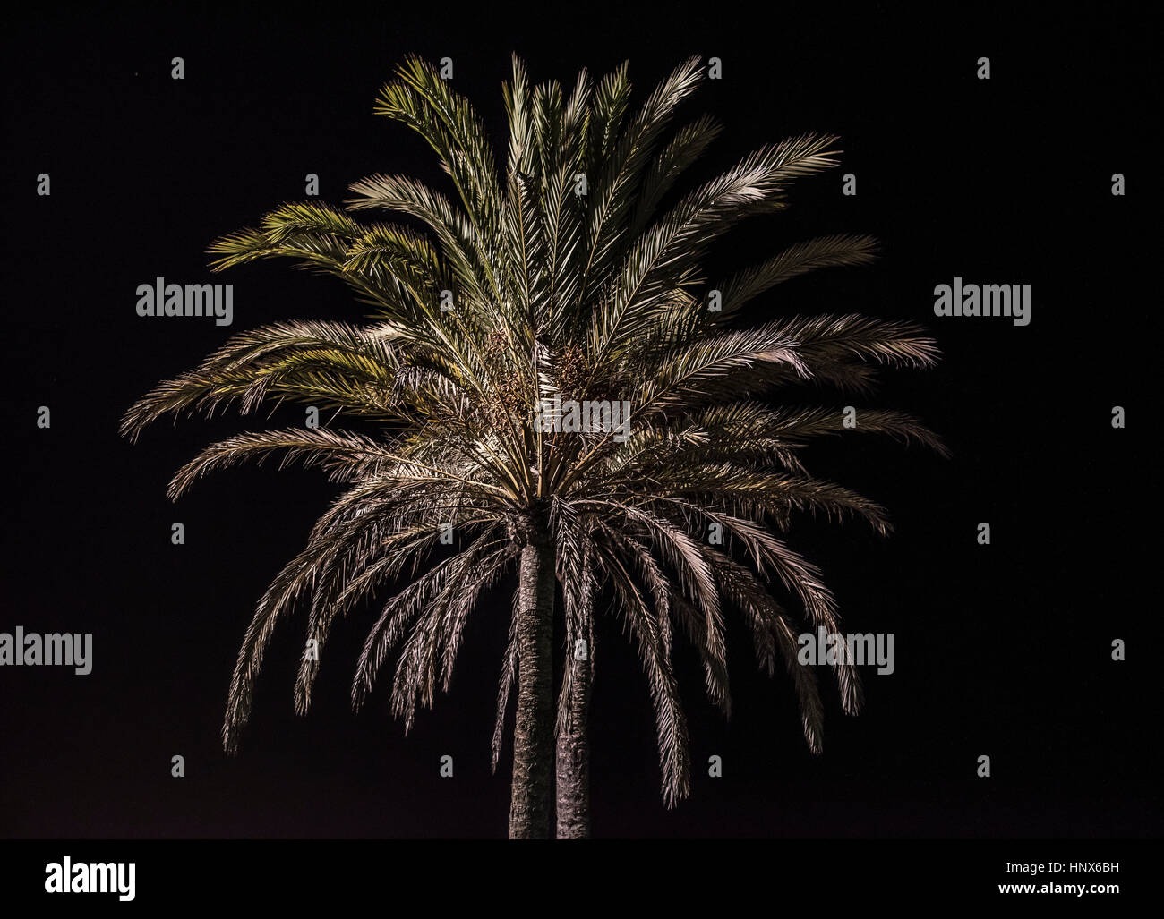 Firework on dark background Stock Photo