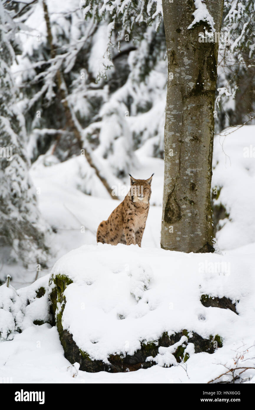 European lynx (Lynx linx), Bavarian Forest National Park, Bavaria, Germany Stock Photo