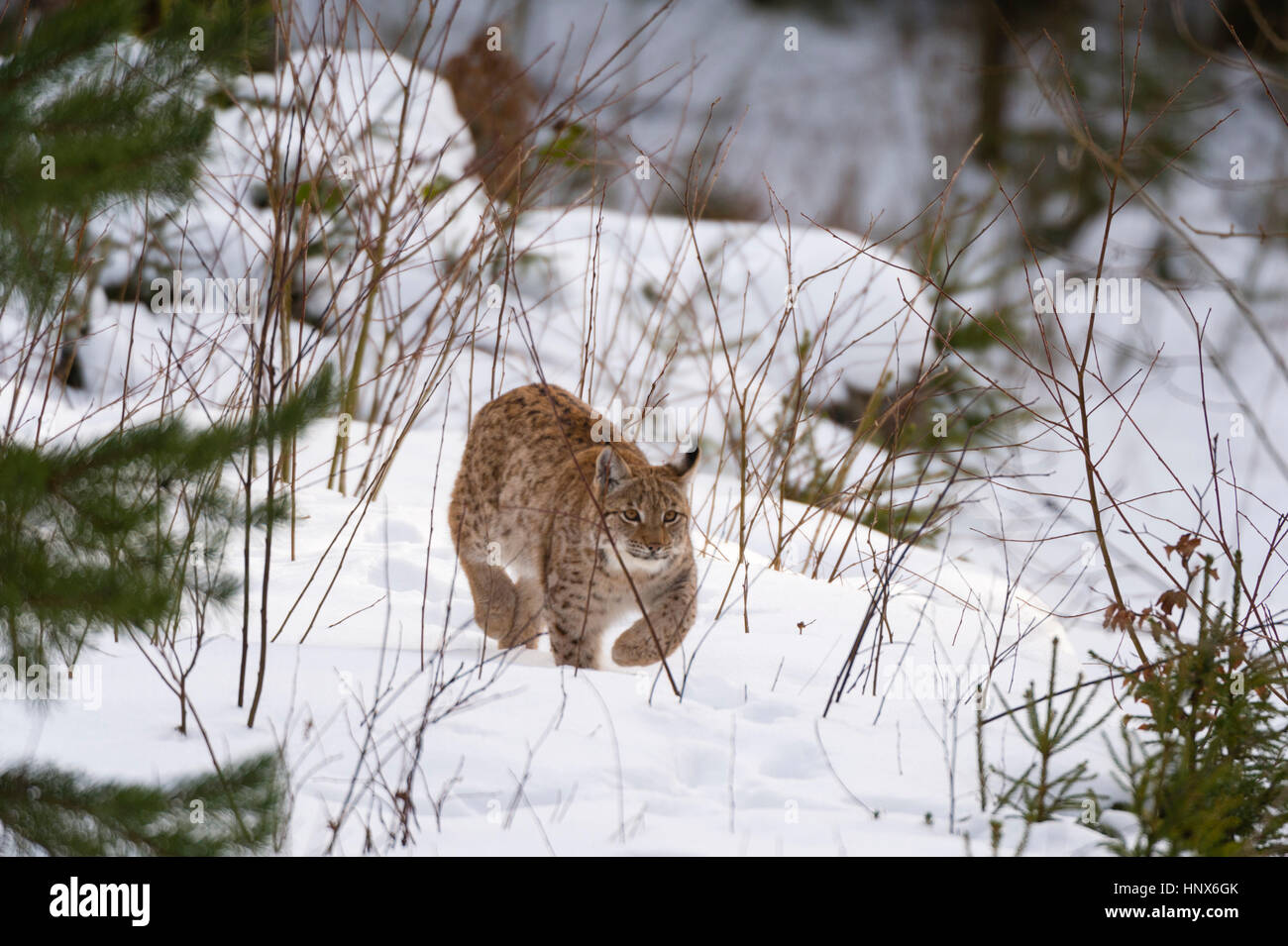 European lynx (Lynx linx), Bavarian Forest National Park, Bavaria, Germany Stock Photo