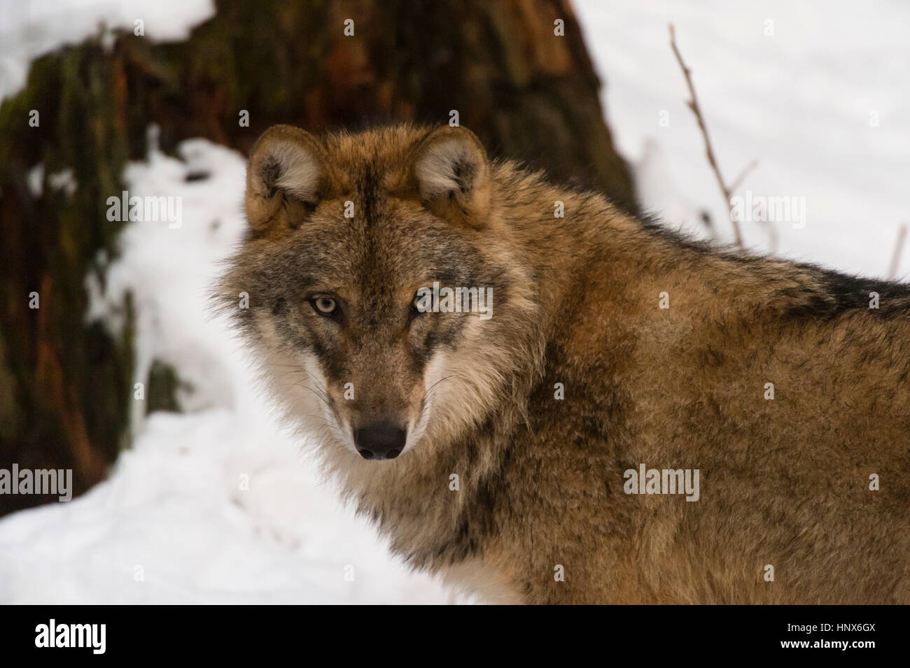 Bavarian forest national park hi-res stock photography and images - Alamy