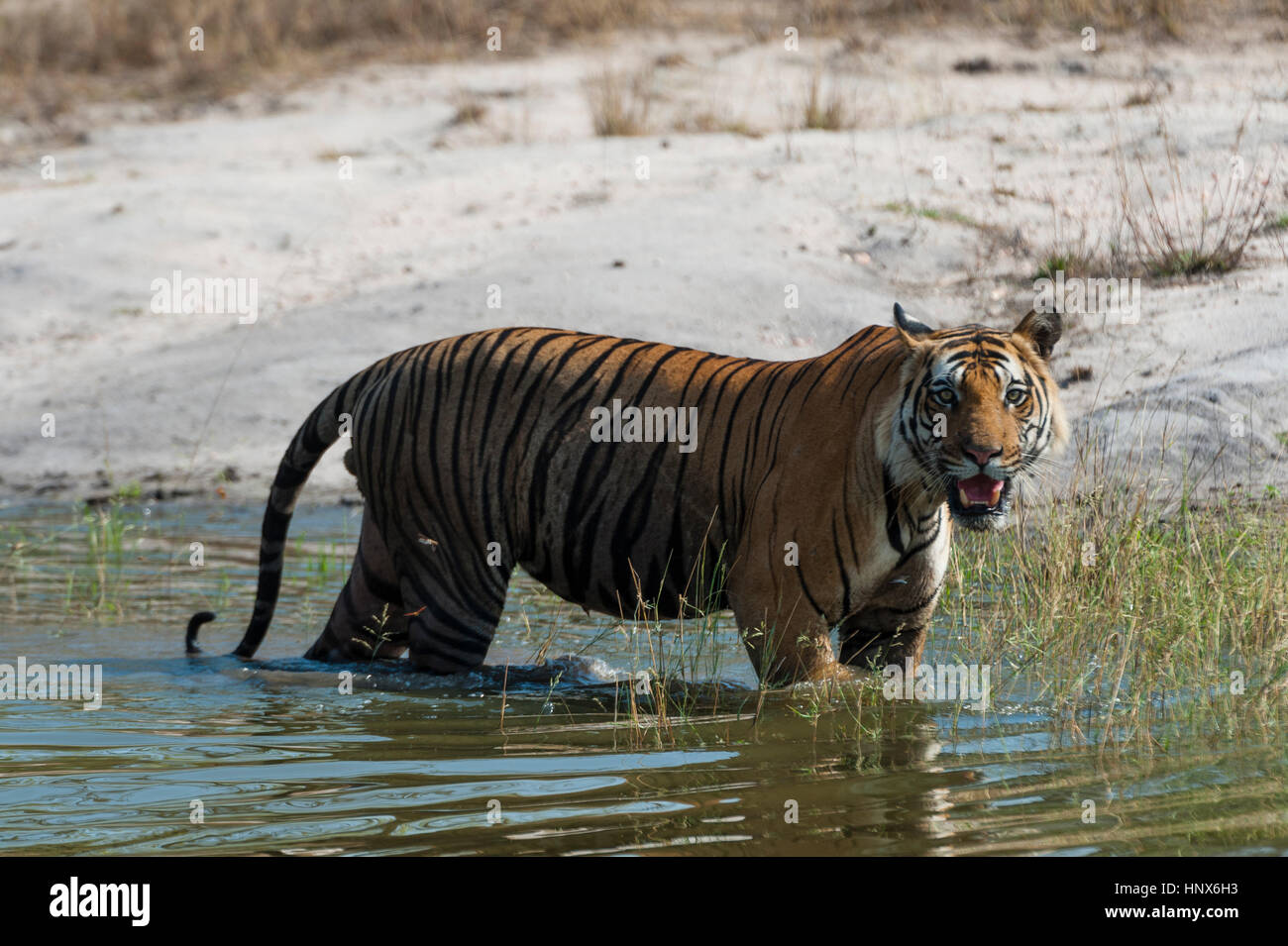 Bengal tiger (Panthera tigris tigris), Bandhavgarh National Park, India Stock Photo