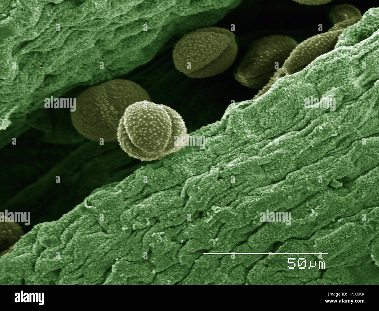 Plant pollen microscopic hi-res stock photography and images - Alamy