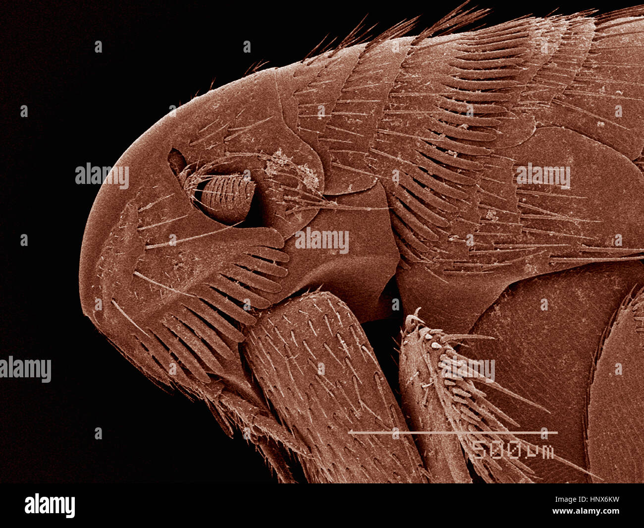 Scanning electron micrograph of the head of a flea (siphonaptera) Stock Photo