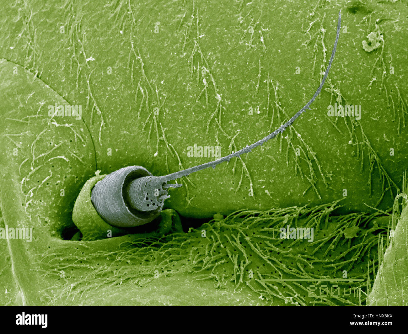 Scanning electron micrograph of the antenna of a planthopper (Hemiptera