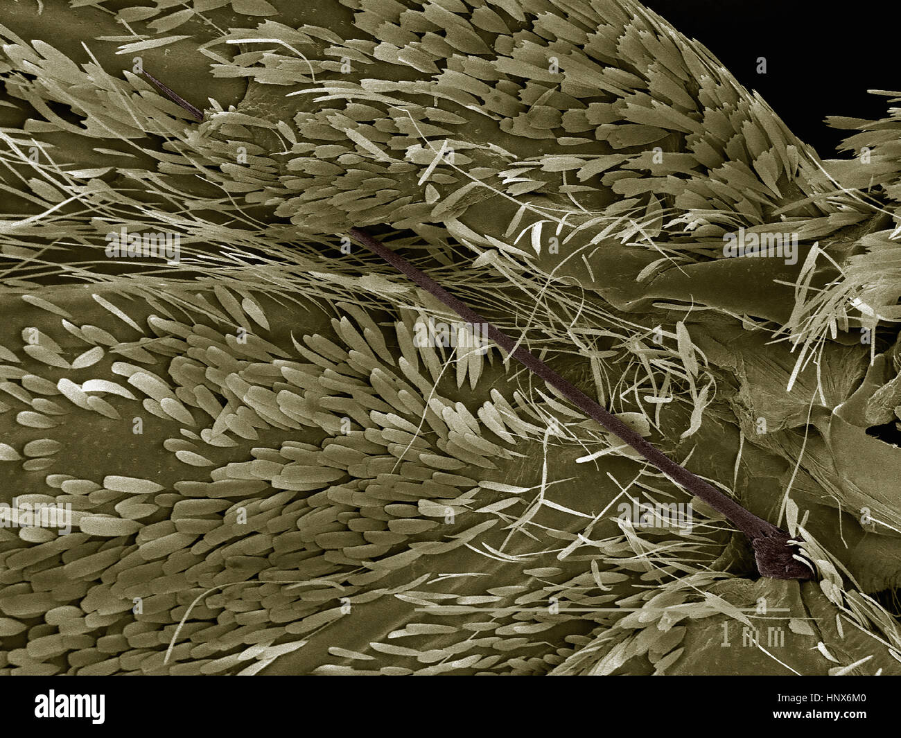 Scanning electron micrograph of the wing coupling mechanism of a moth (frenulum and retinaculum) Stock Photo