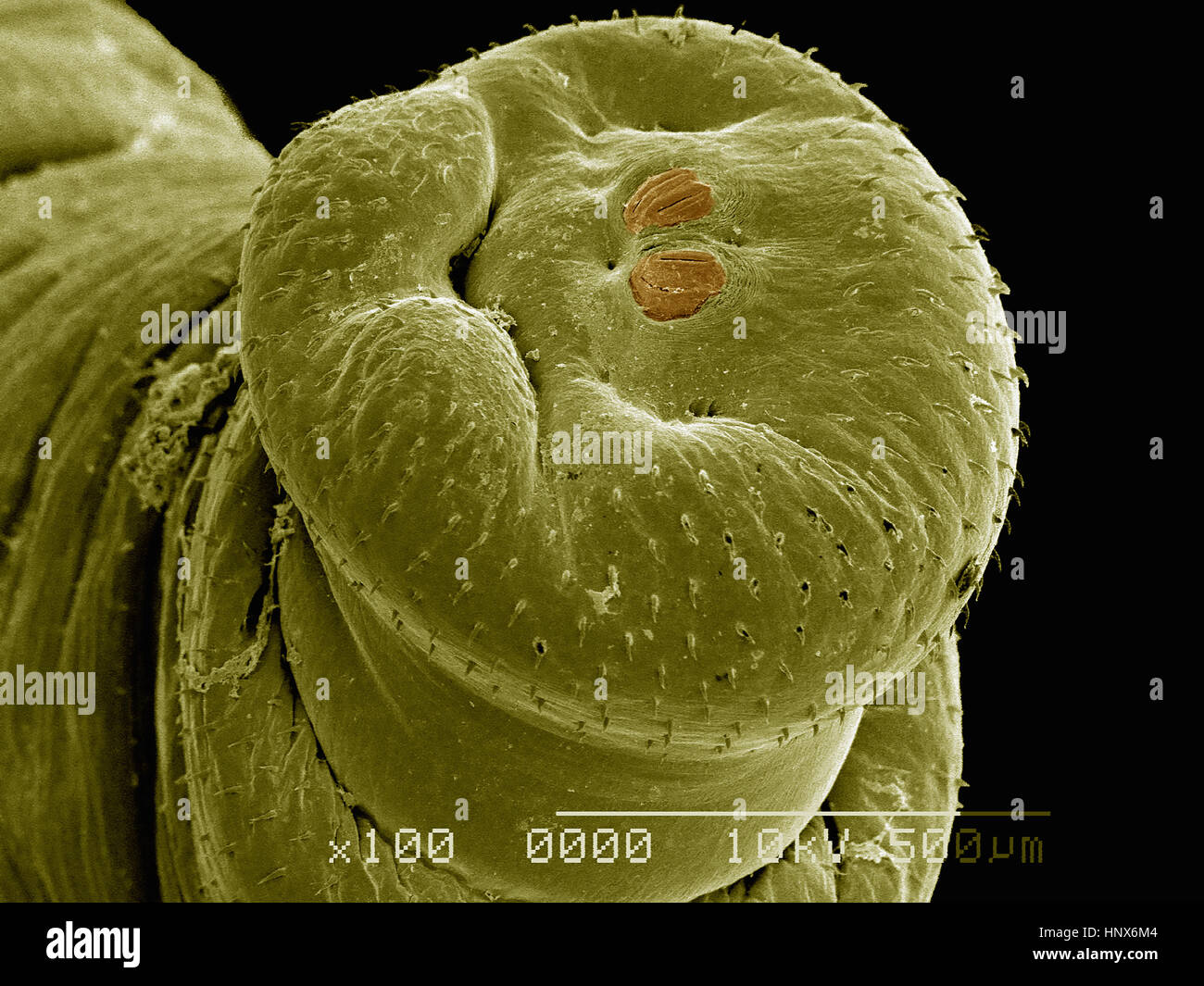 Scanning electron micrograph of the posterior spiracles of a human bot fly (Diptera: Dermatobia sp.) Stock Photo