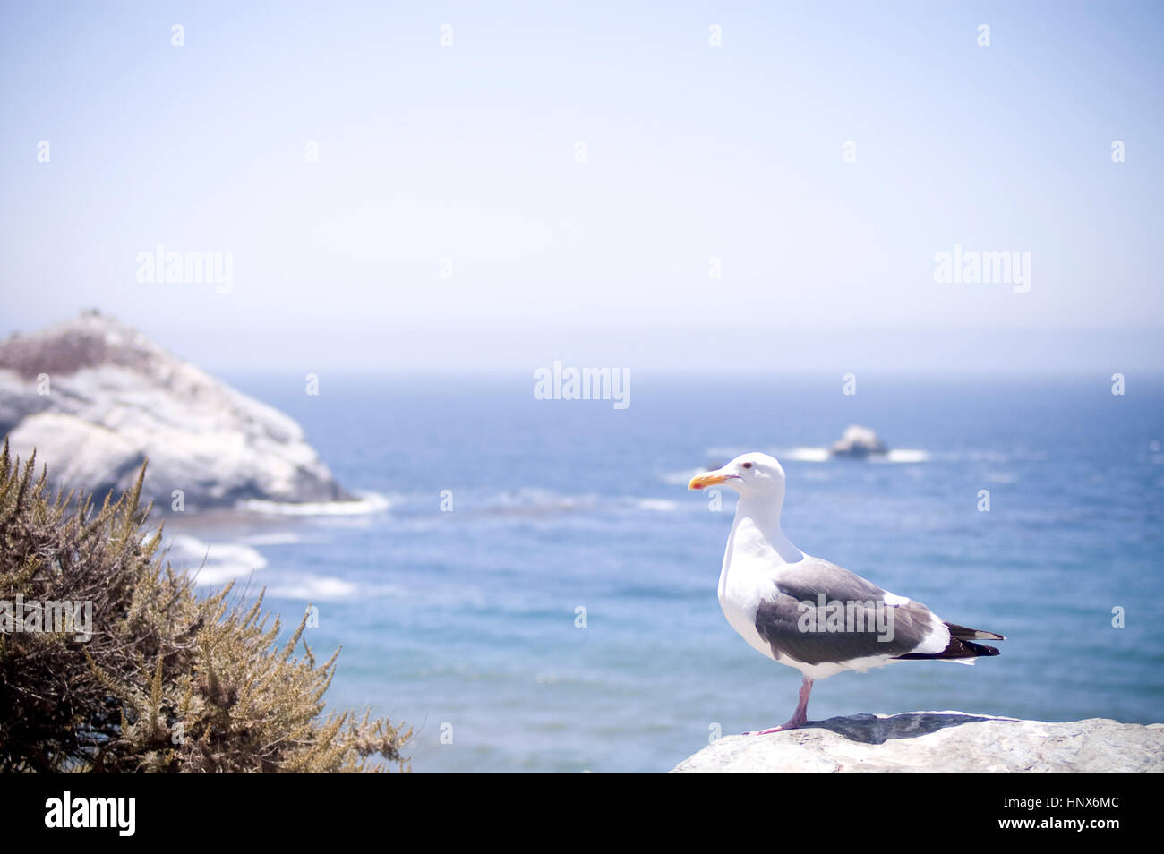 a seagull bird is standing on the rock, cliff of the ocean. Stock Photo