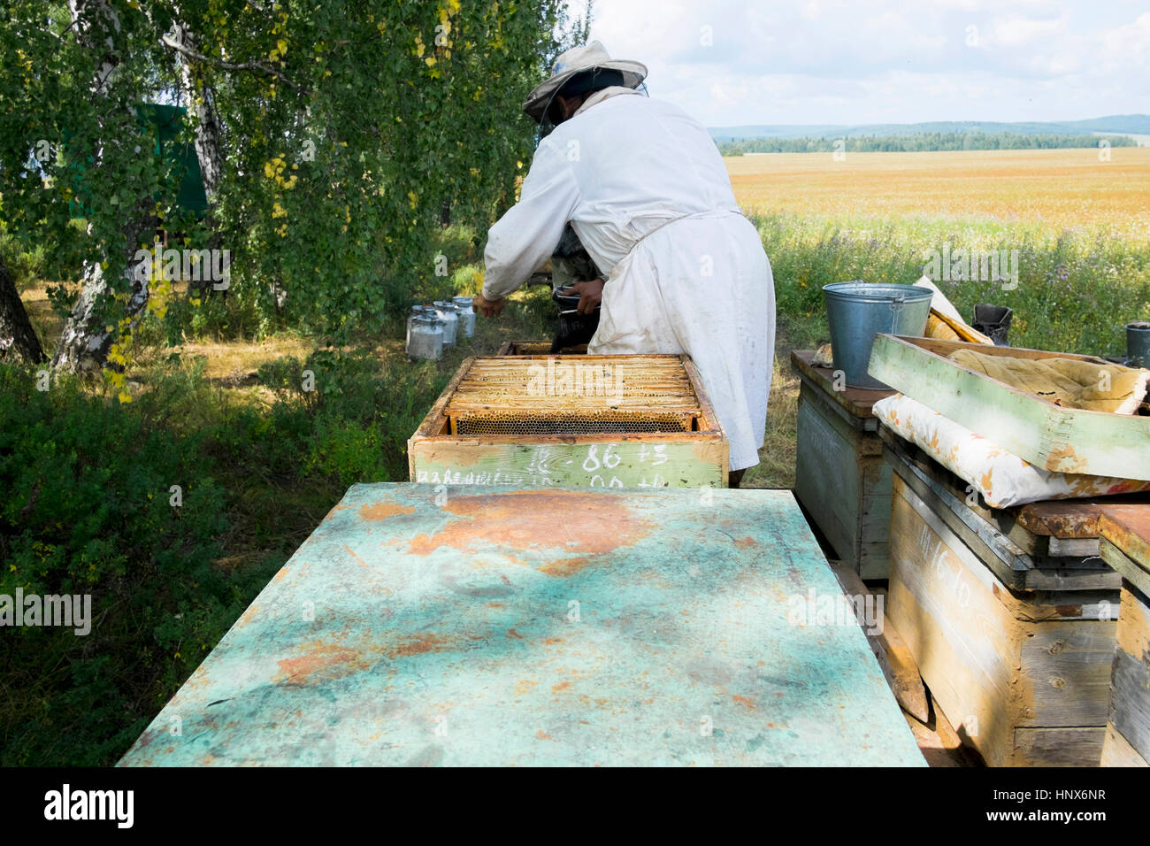 Male beekeeper monitoring apiary in field Stock Photo