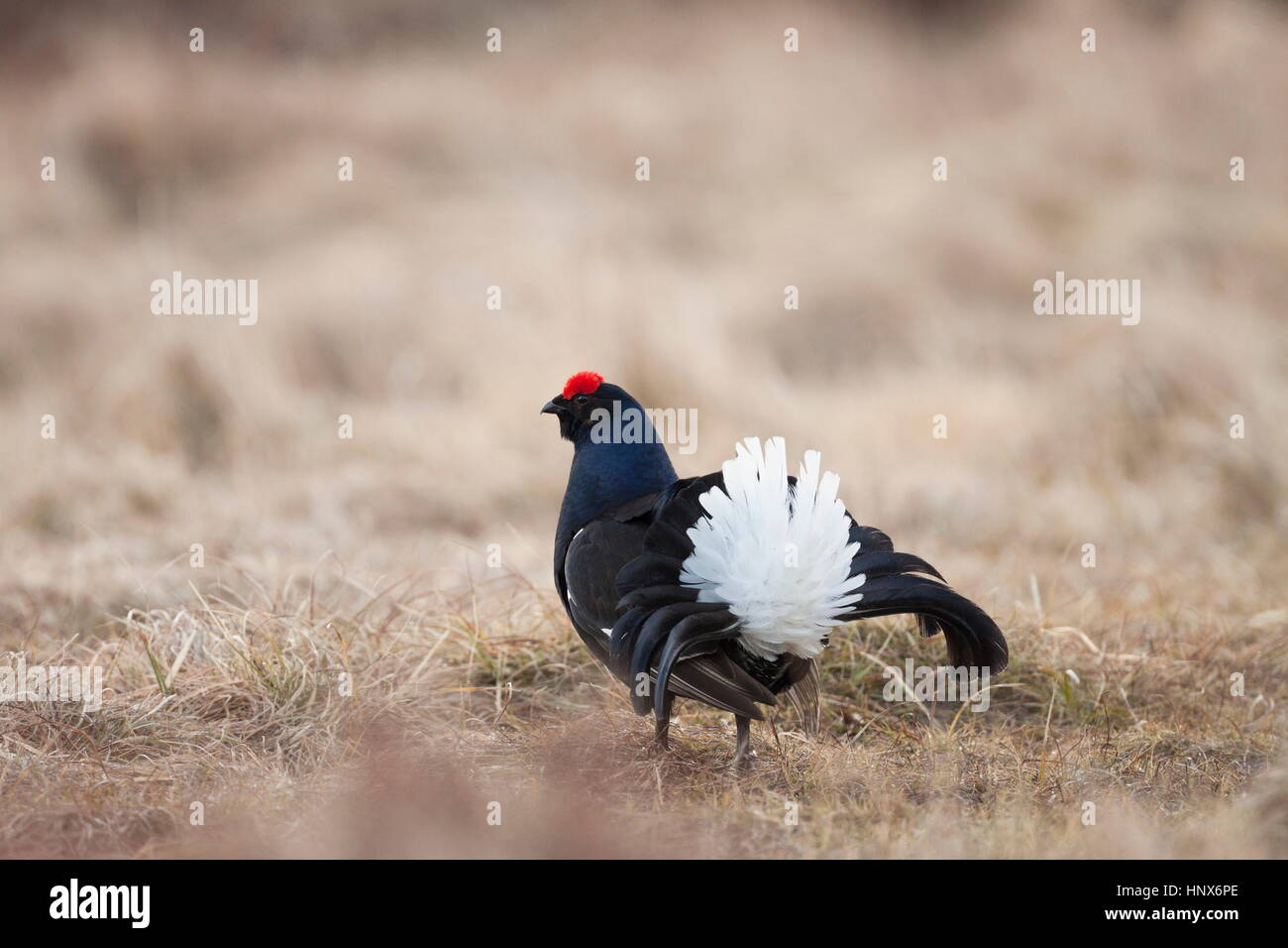 Male black grouse (Lyrurus tetrix) displaying white plumage at a lek Stock Photo