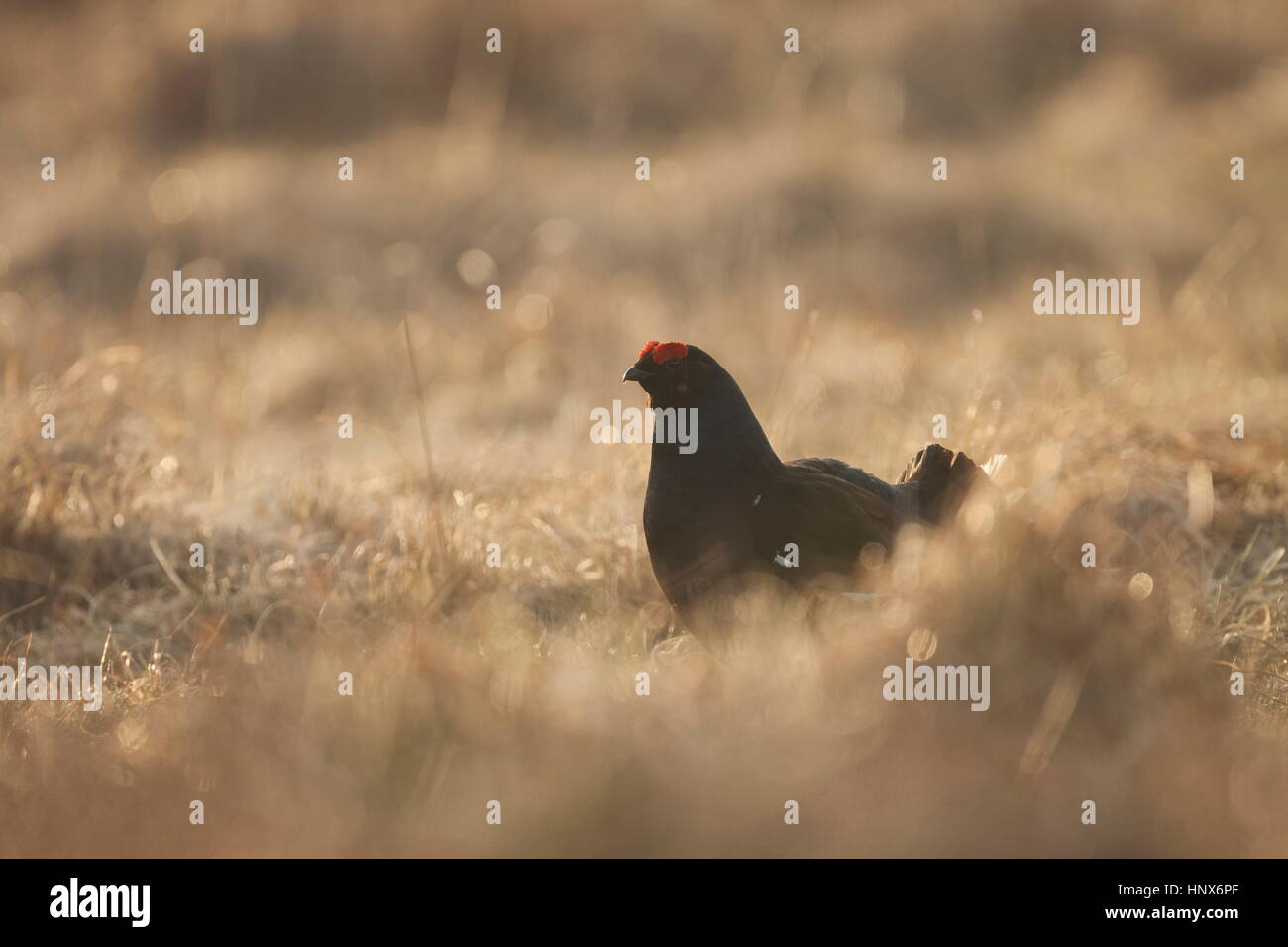 Male black grouse (Lyrurus tetrix) in moorland grass Stock Photo