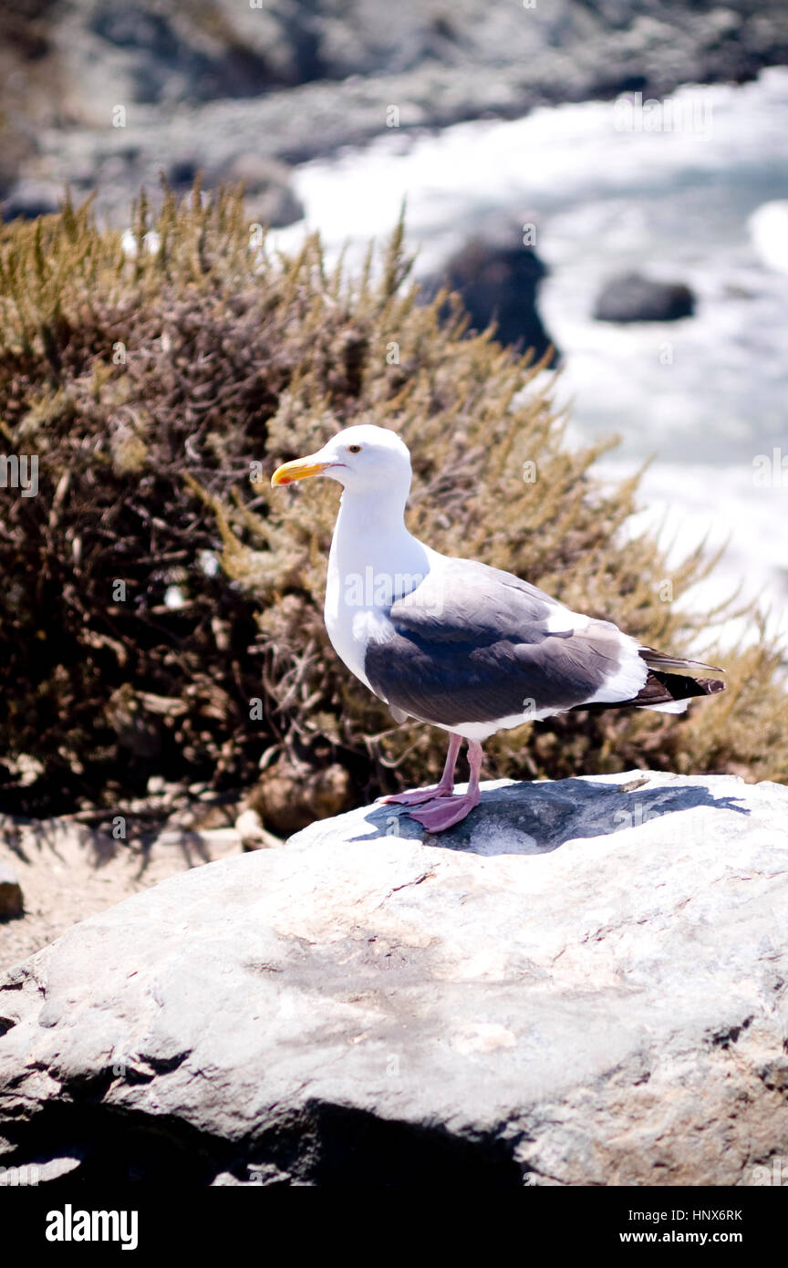 a seagull bird is standing on the rock, cliff of the ocean. Stock Photo