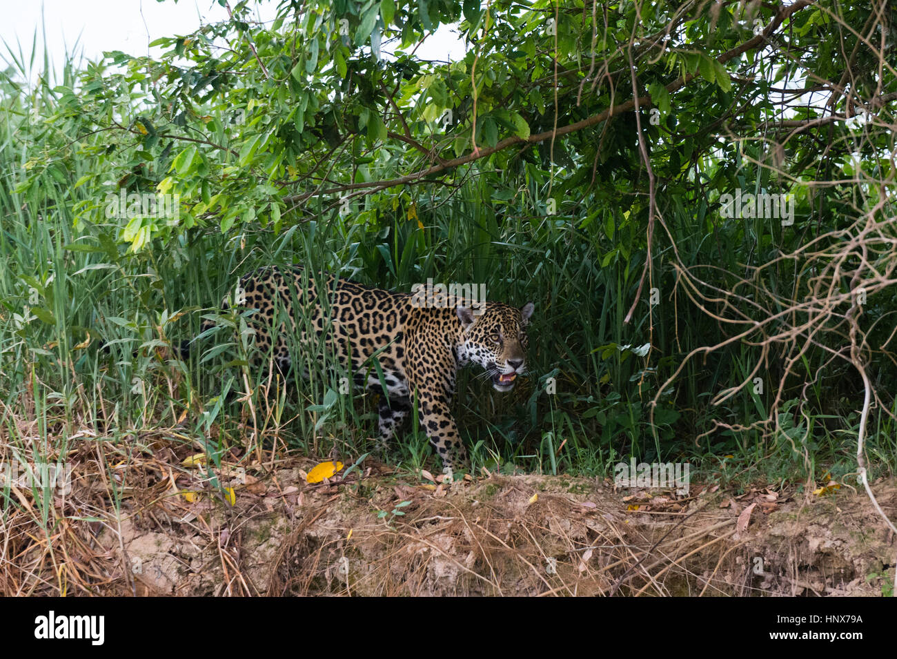 Jaguar (Panthera onca) prowling in wetland, Pantanal, Mato Grosso, Brazil Stock Photo