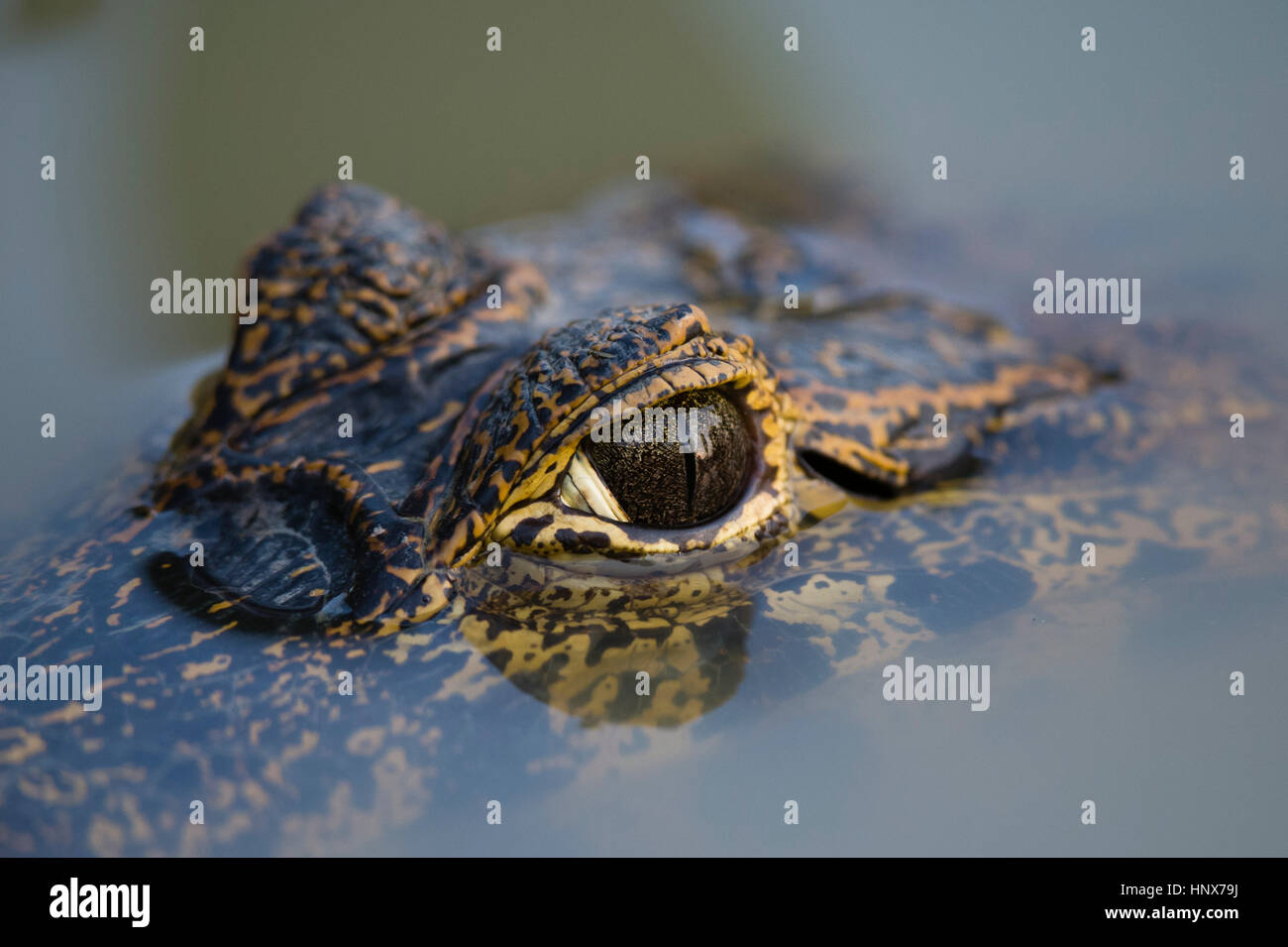 Close up of Yacare caiman's (Caiman crocodylus yacare) eye on surface of water, Pantanal, Mato Grosso, Brazil Stock Photo