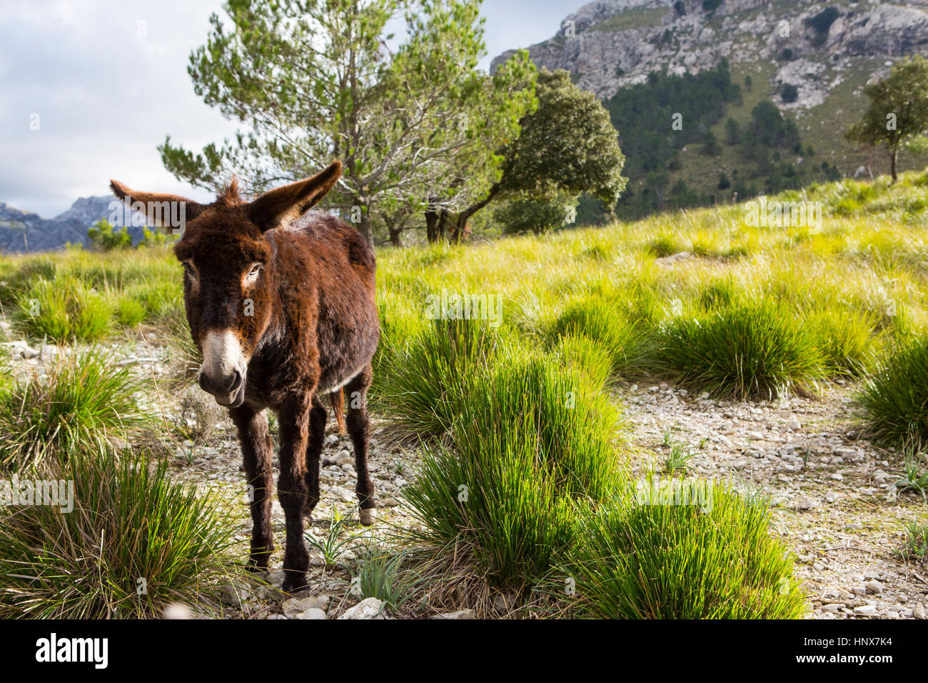 Catalan donkey in the La Tramuntana mountain range, Majorca, Spain Stock Photo