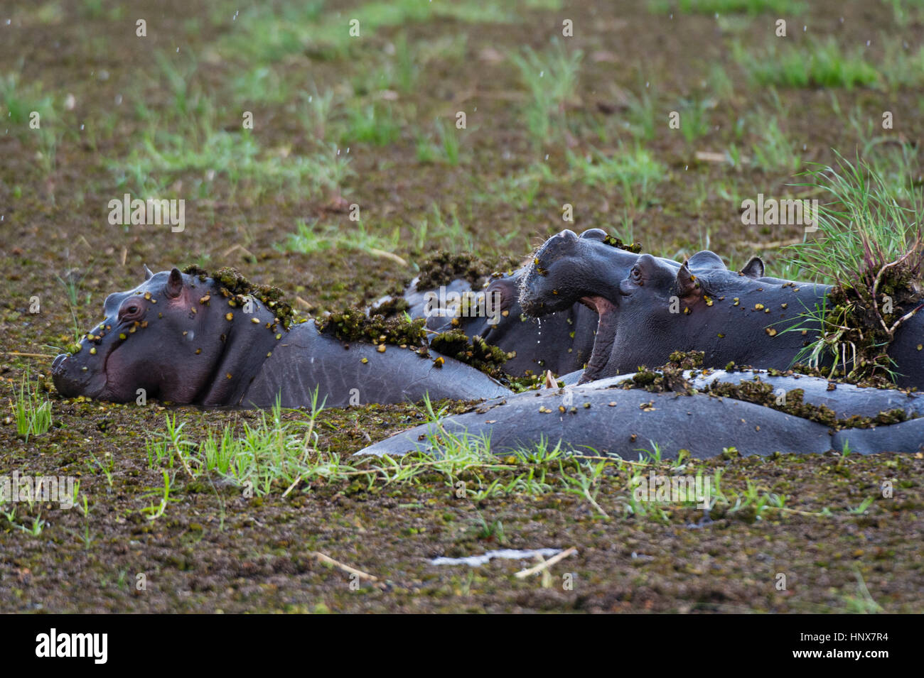 Hippopotamuses (Hippopotamus amphibius) wallowing in deep mud, Khwai concession, Okavango delta, Botswana Stock Photo
