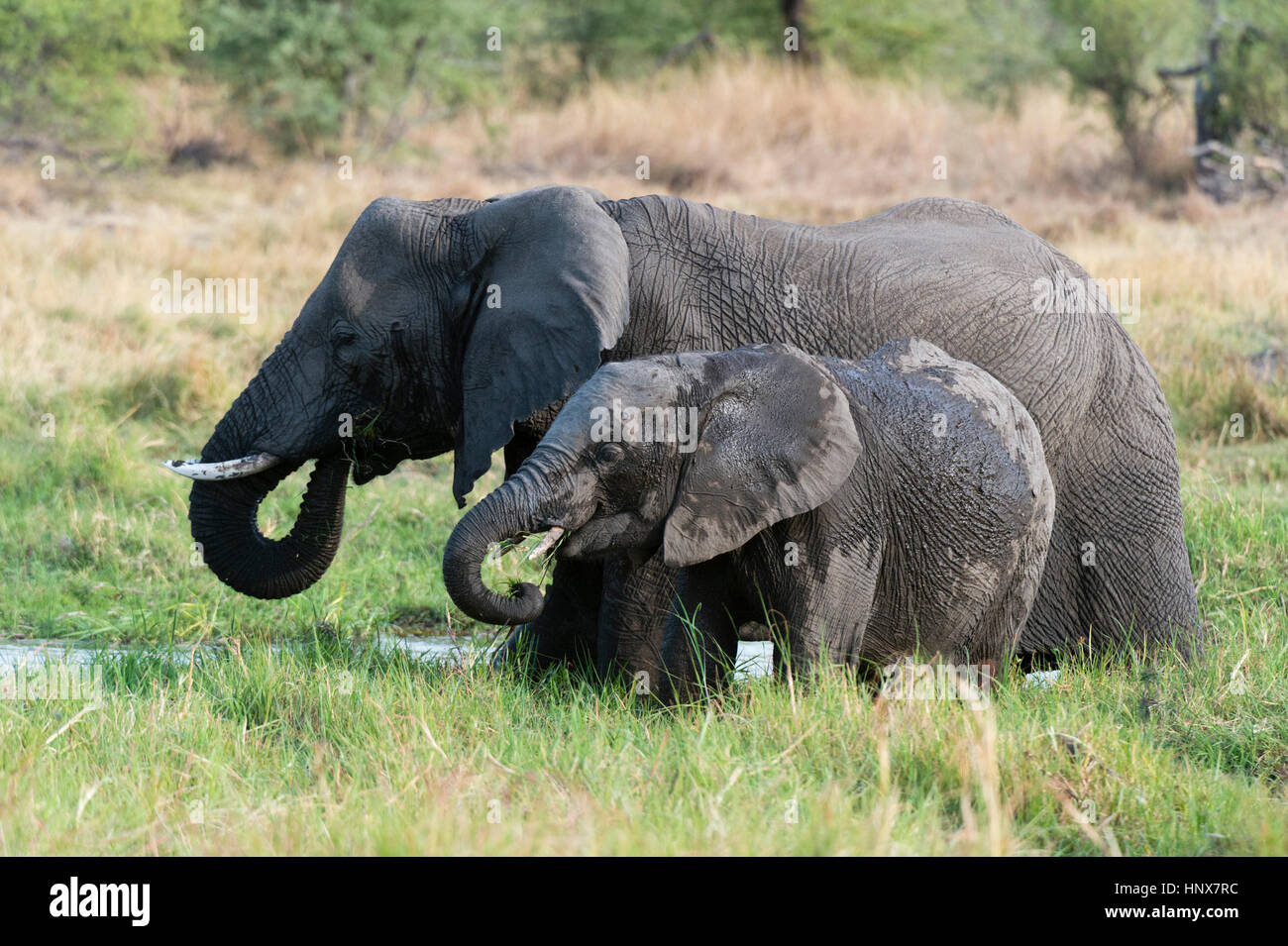 Juvenile elephant (Loxodonta africana) and mother feeding on grass, Khwai concession, Okavango delta, Botswana Stock Photo